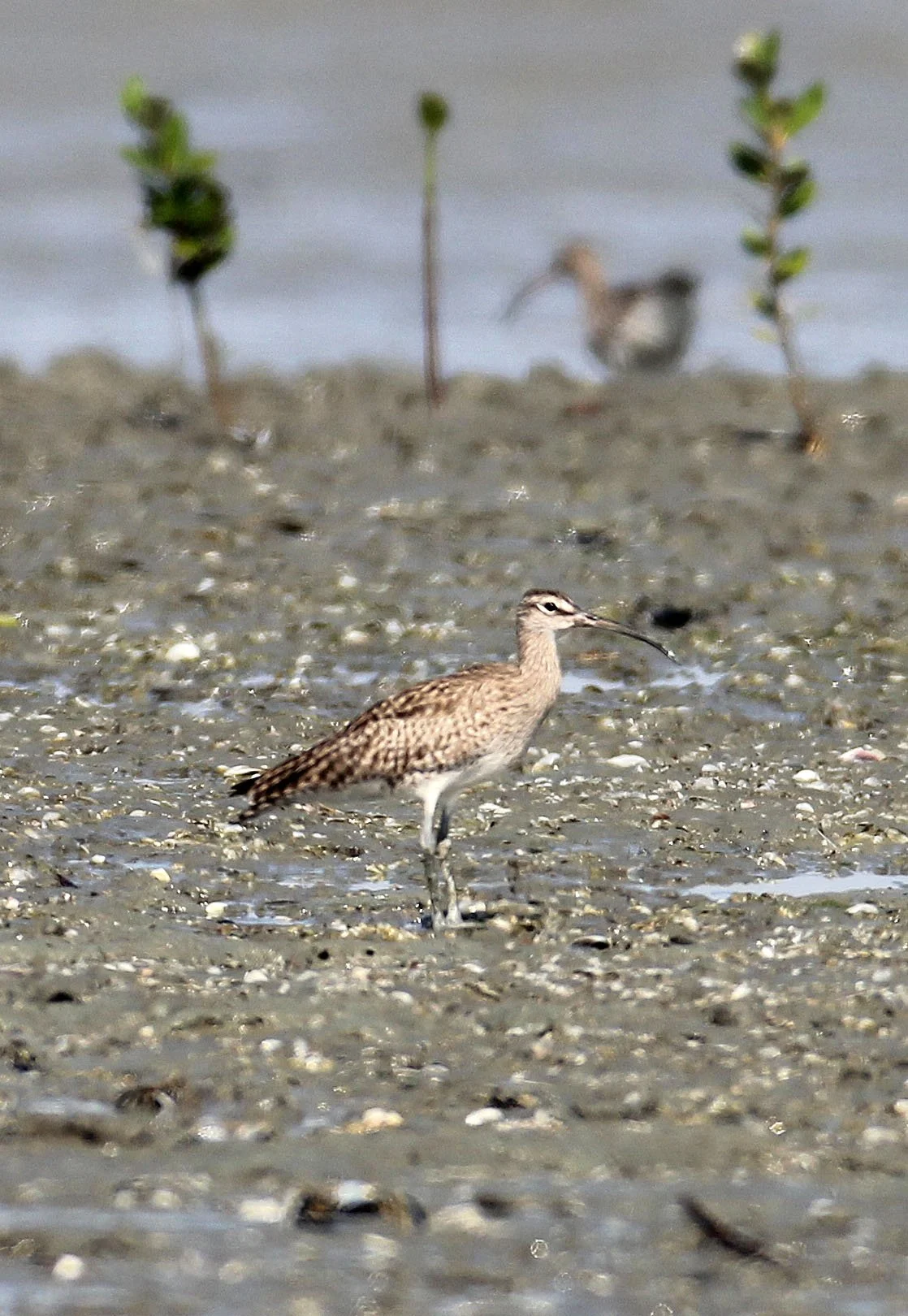 WHIMBREL - Numenius phaeopus - PAK THALE LIAM PAK BIA THAILAND (9).jpg