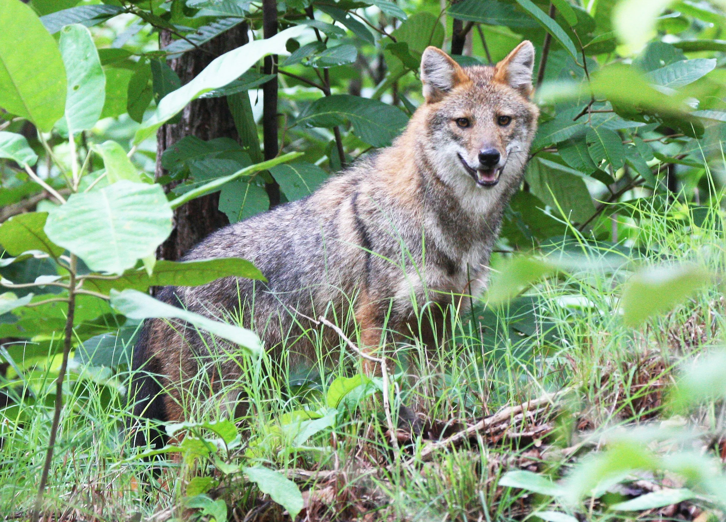 JACKAL - Canis aureus cruesemanni - INDOCHINESE (ASIAN GOLDEN) JACKA - HUAI KHA KHAENG NWS THAILAND (13).JPG