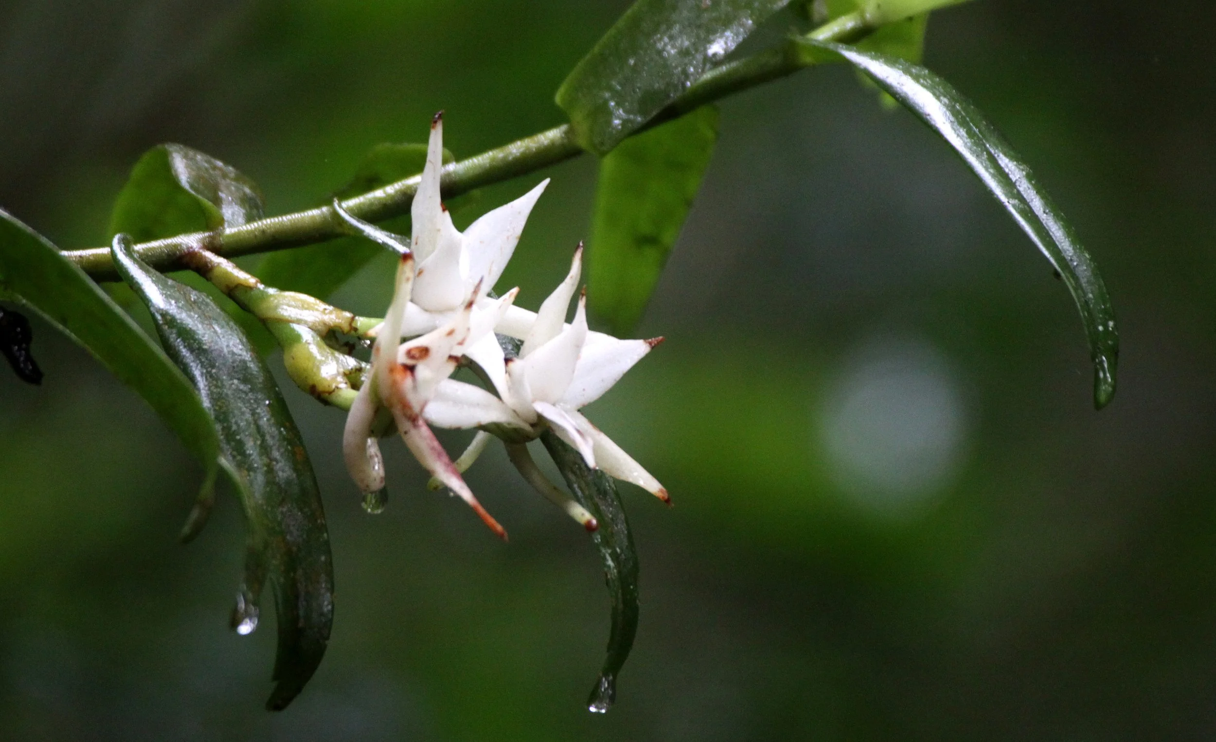 PLANT - ORCHID SPECIES - ANDISABE NATIONAL PARK MADAGASCAR.JPG