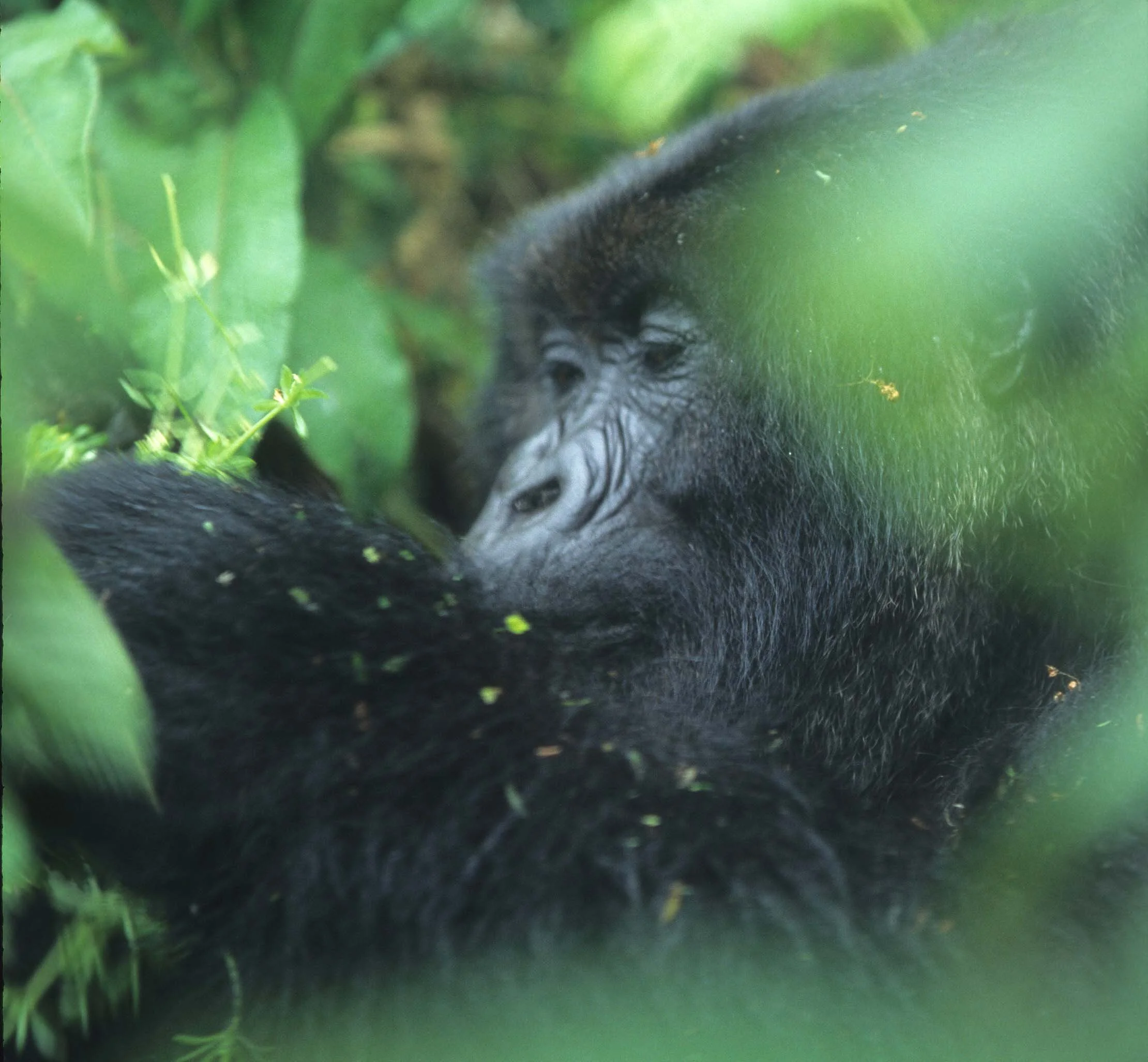 PRIMATE - GORILLA-RWANDA PARC DU VULCANS (15).jpg