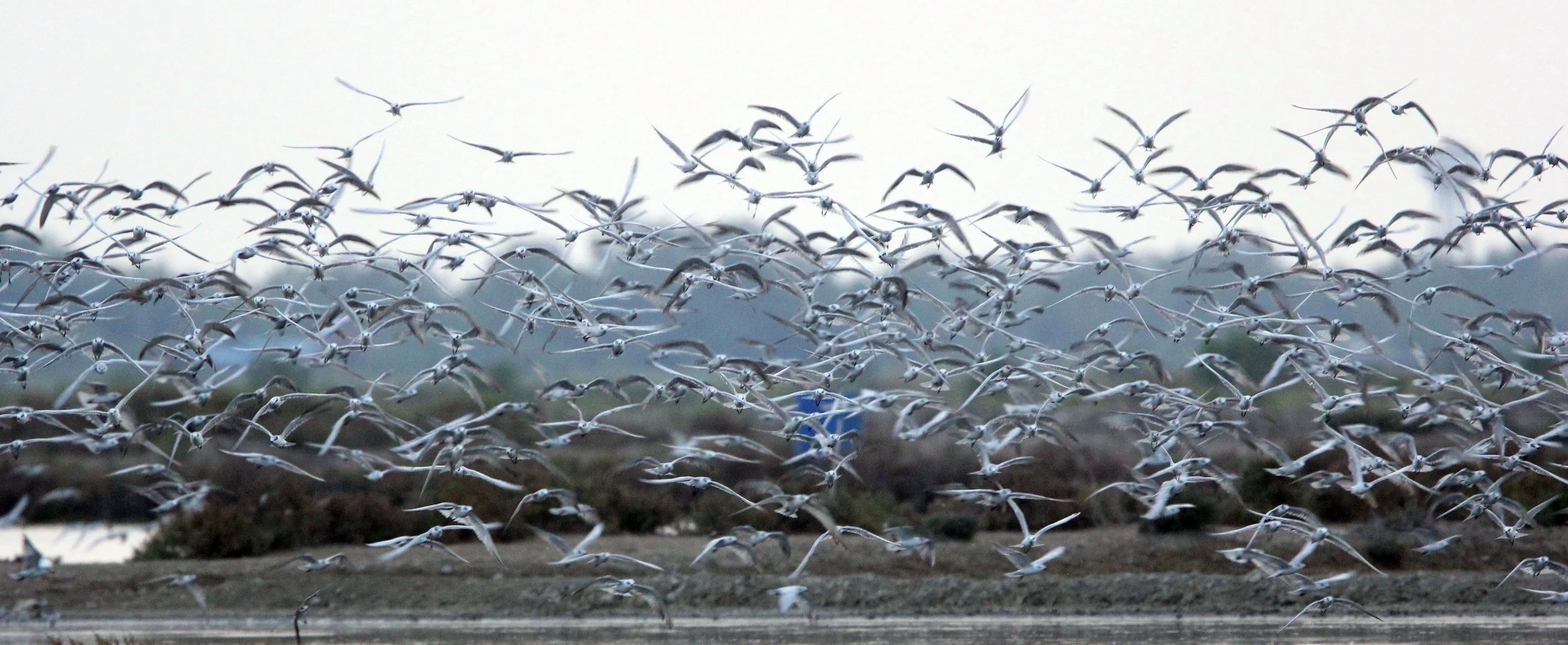 TERN - LITTLE TERN - Sterna albifrons - MIXED FLOCK - KOK KHAM MACHACHAI SALT PONDS - NEAR BANGKOK THAILAND (96).JPG