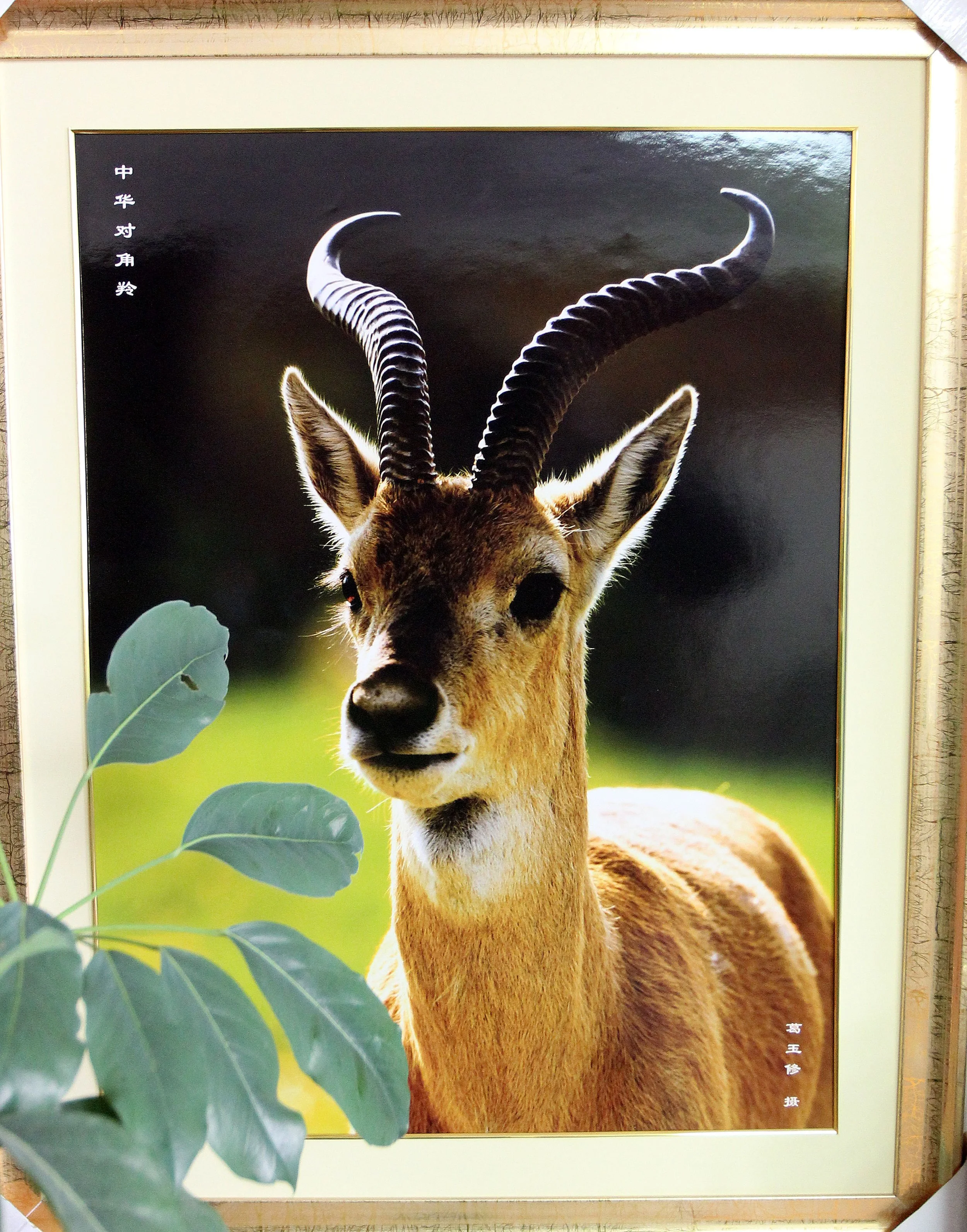 XINING CHINA - PROFESSOR GER - PRZEWALSKI'S GAZELLE EXPERT (1).JPG