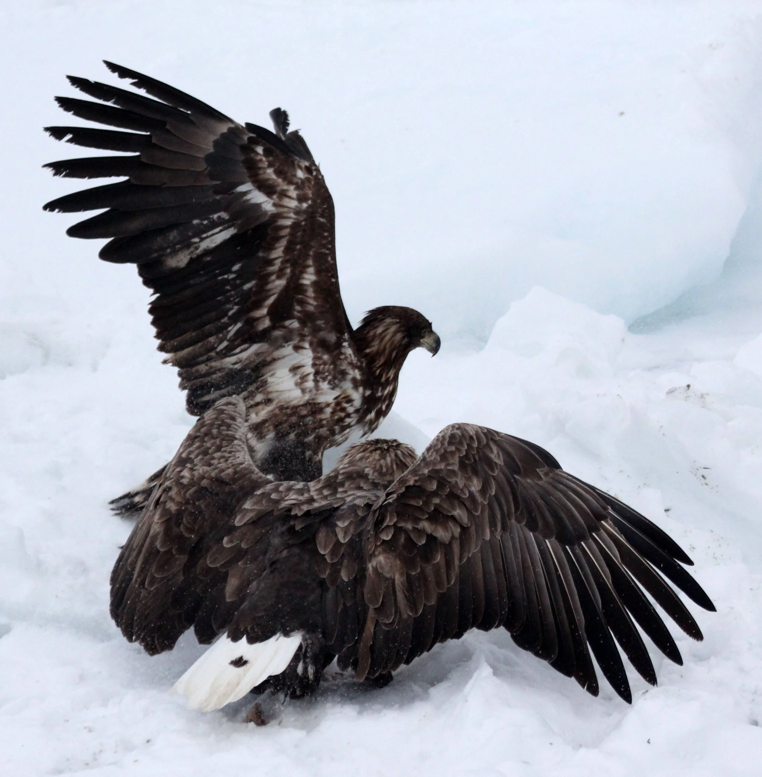 BIRD - EAGLE - WHITE-TAILED EAGLE - RAUSU - SHIRETOKO PENINSULA & NATIONAL PARK - HOKKAIDO JAPAN (43).JPG