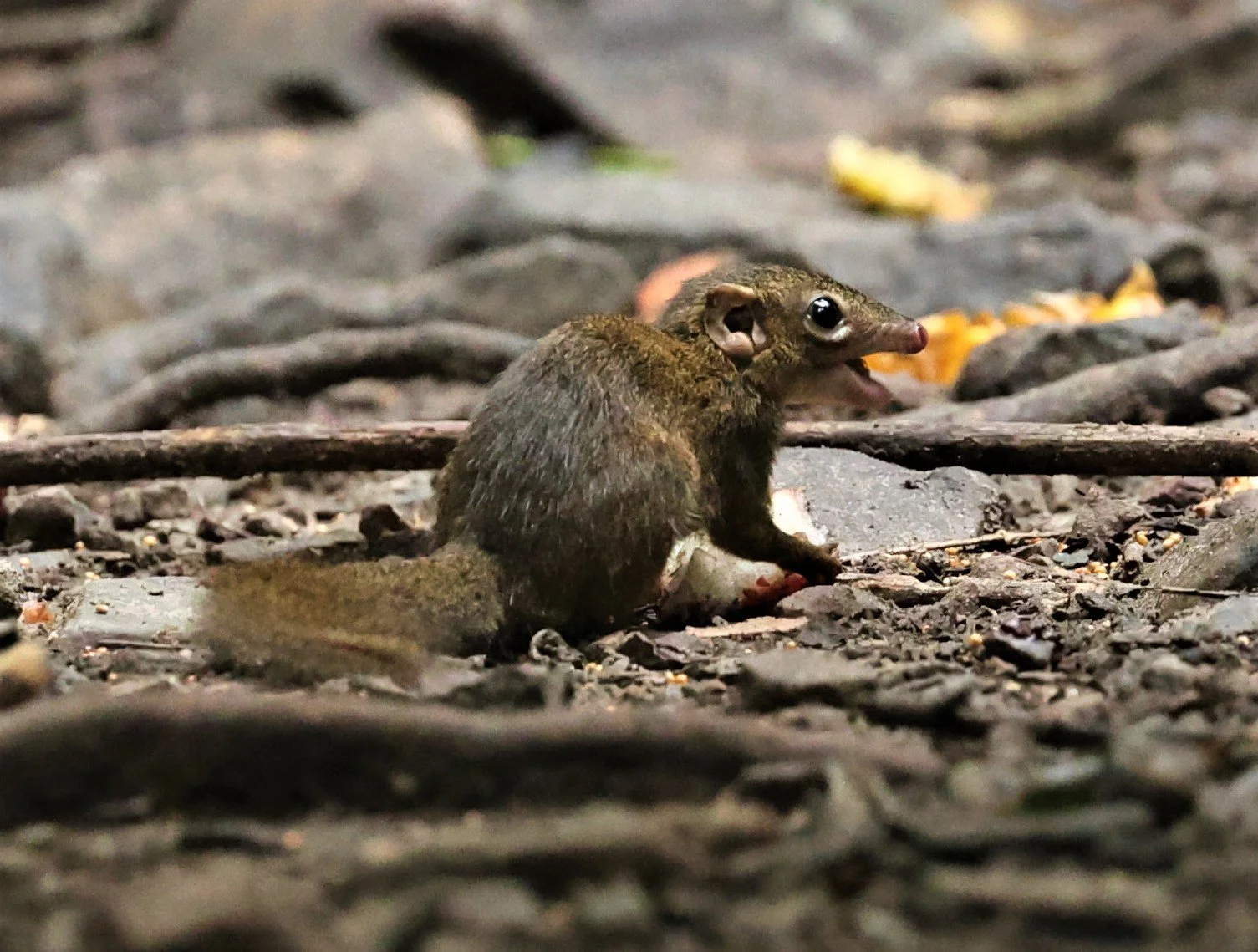 The Northern Treeshrew (Tupaia belangeri) have a long, tapered snout and large eyes, distinguishing them from the more rounded faces of squirrels. Their fur is typically olive-brown or grayish with a bushy tail. They are highly adaptable and thrive i