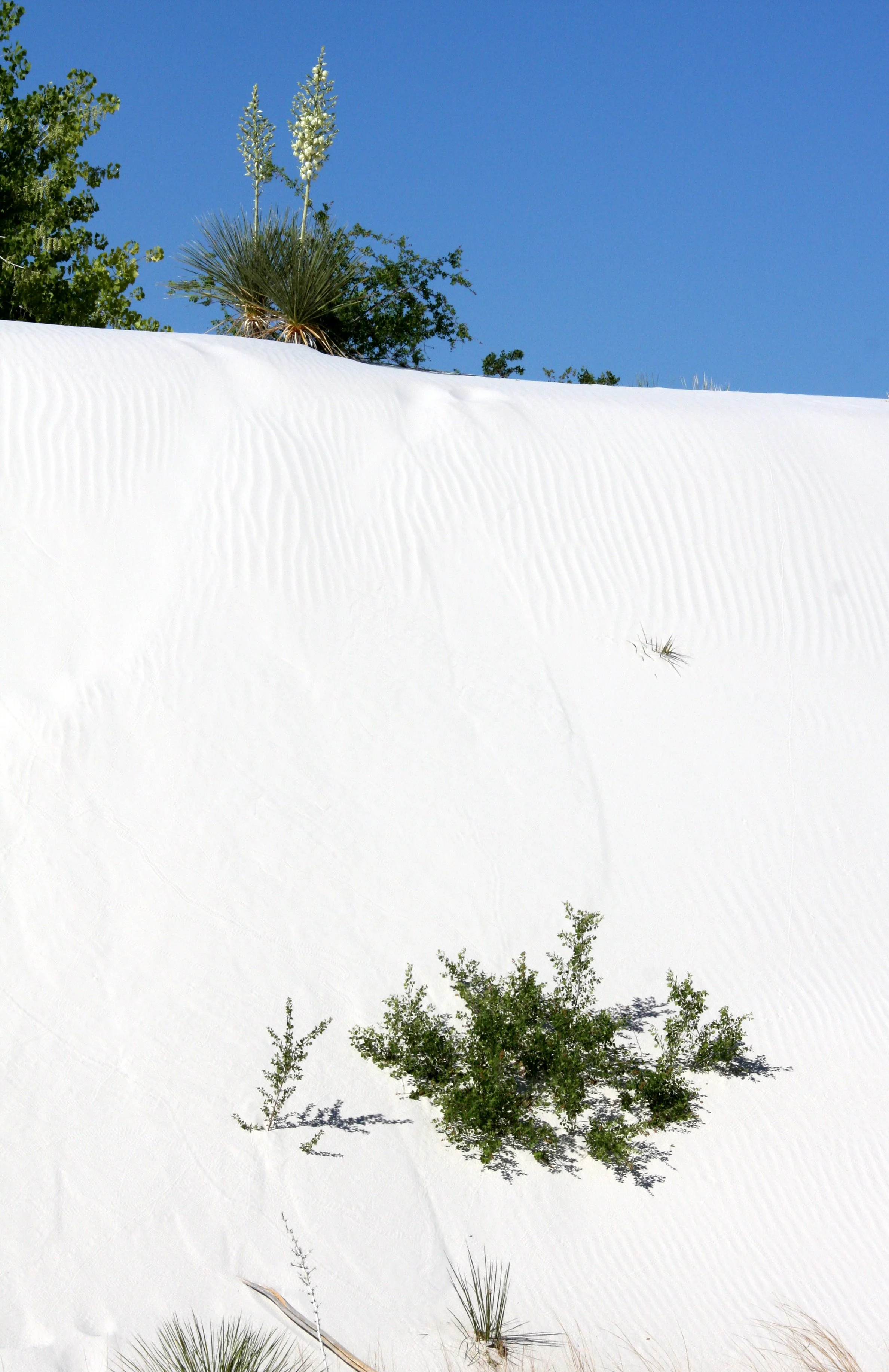 WHITE SANDS NATIONAL MONUMENT NEW MEXICO - VIEWS OF THE DUNES - SOAPTREE PLANT ON TOP.JPG