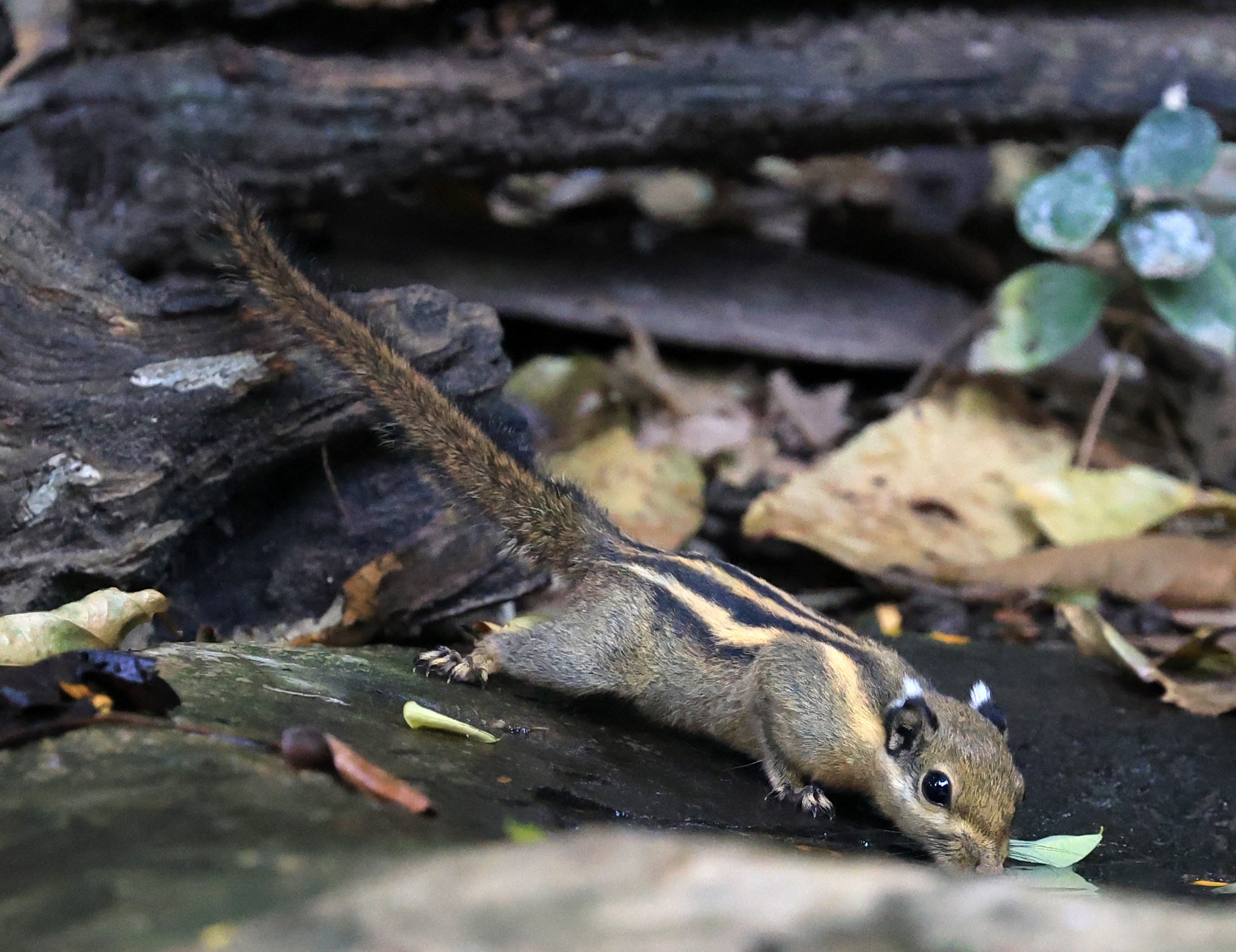 Indochinese Striped Squirrel (Tamiops barbei) Kaeng Krachan National Park ESS Expedition 2026 (6).jpg