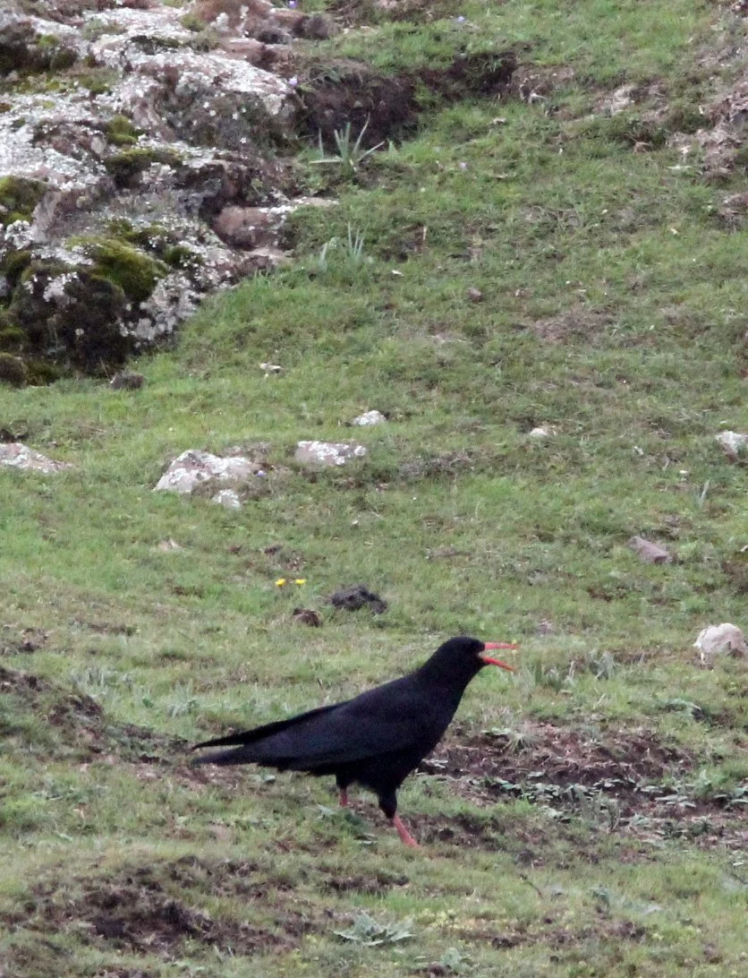 BIRD - CHOUGH - RED-BILLED CHOUGH - BALE MOUNTAINS NATIONAL PARK ETHIOPIA (1).JPG