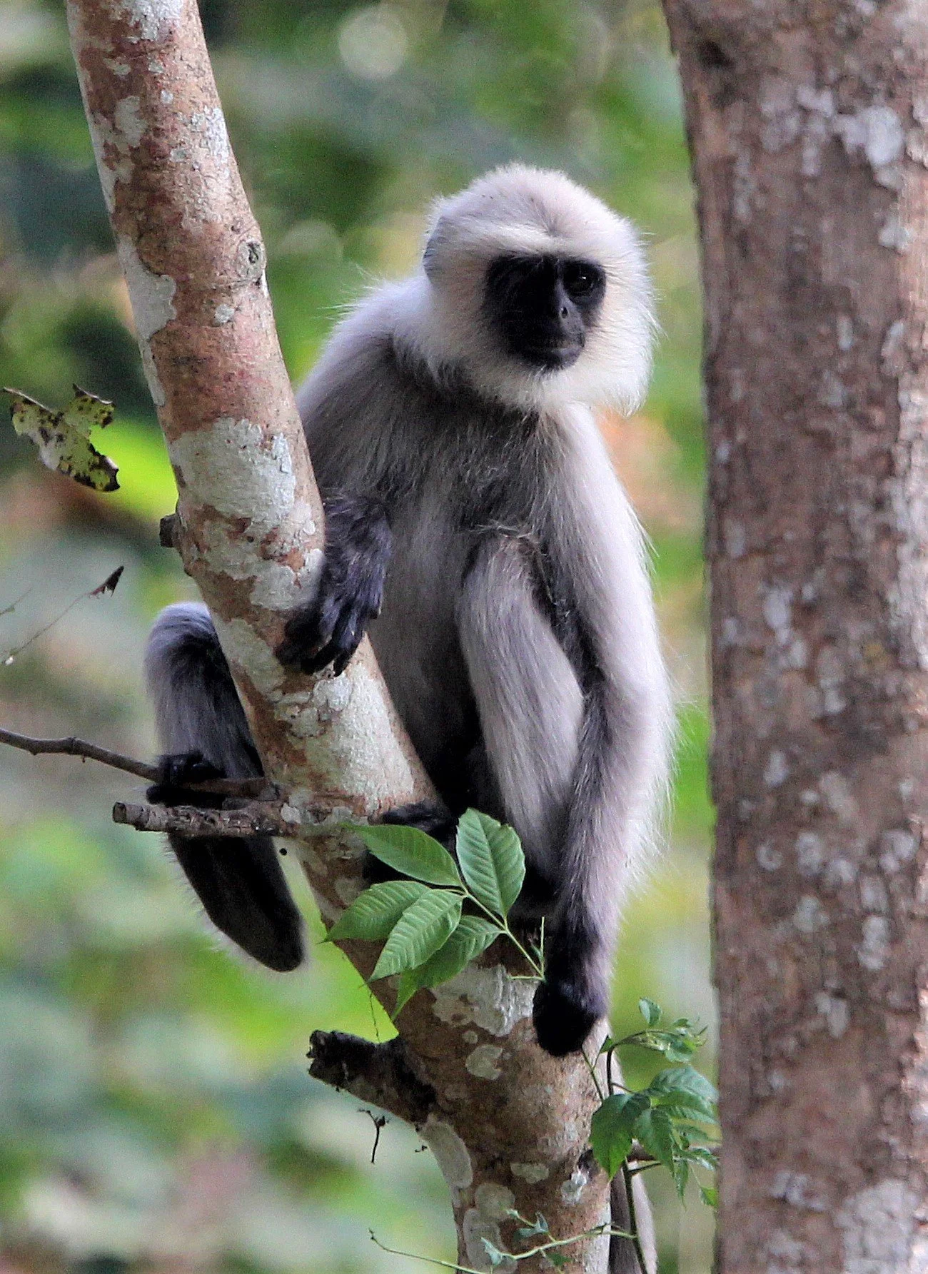 Iulus Semnopithecus hypoleucos Malabar Sacred Langurs — Coke Smith Wildlife