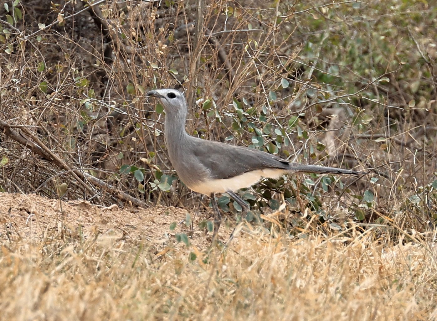 Black-legged Seriema (Chunga burmeisteri) Agua Dulce Paraguay (13).jpg