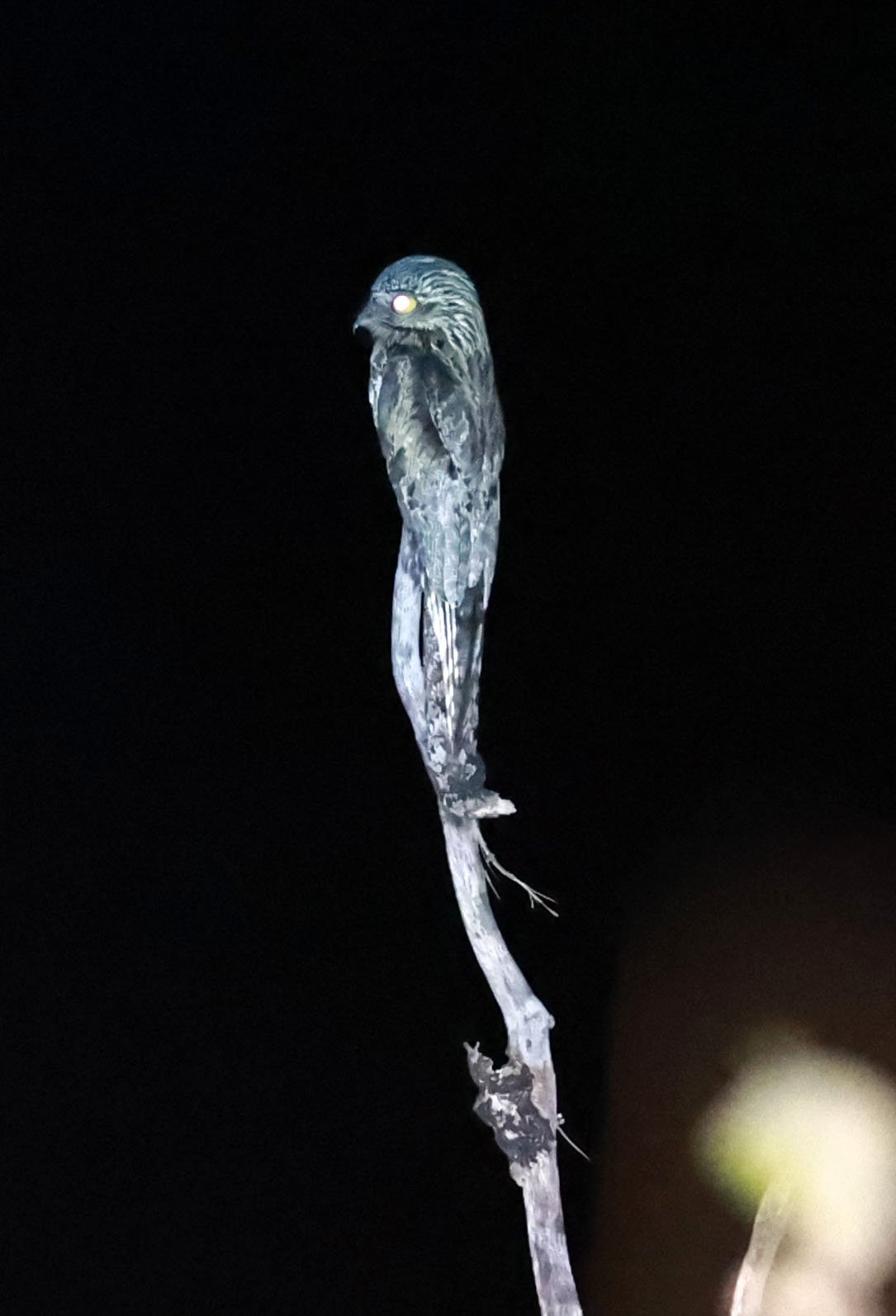Potoo - Common Potoo - Nyctibius griseus - Emas National Park, Goias State, Brazil (4).jpg