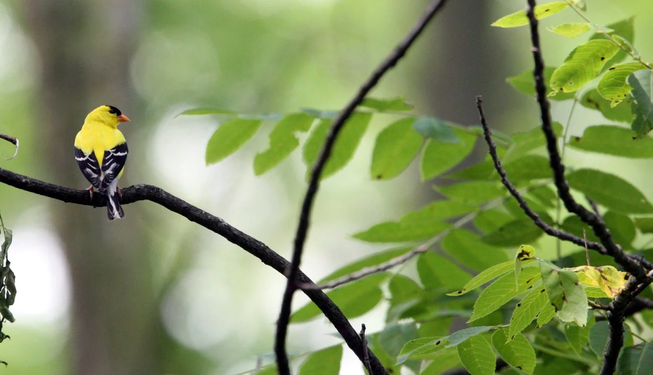 American Goldfinch (Spinus tristis) Lincoln Marsh Illinois (5).JPG