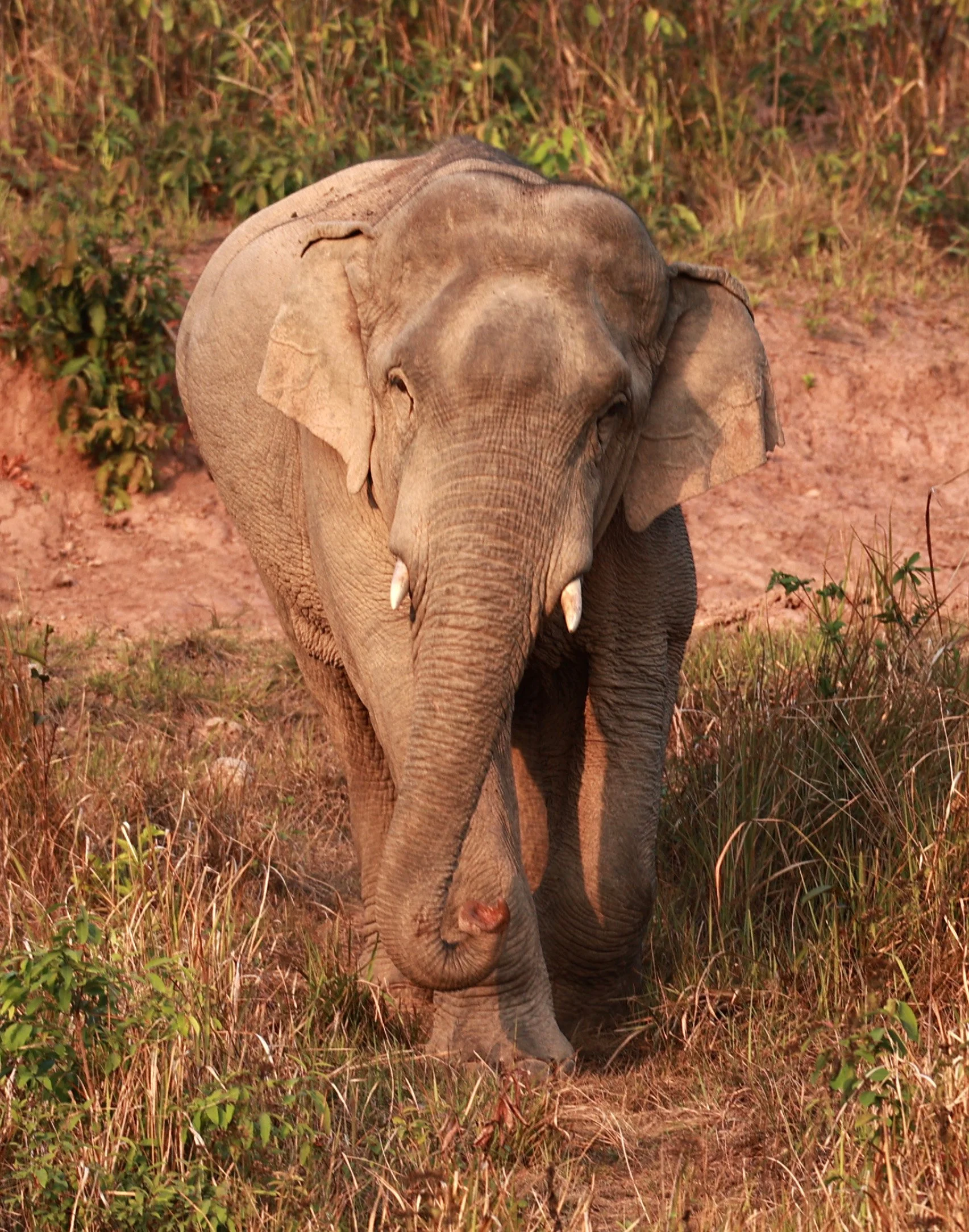 Asian Elephant (Elephas maximus) Khao Yai National Park, Thailand (25).jpg