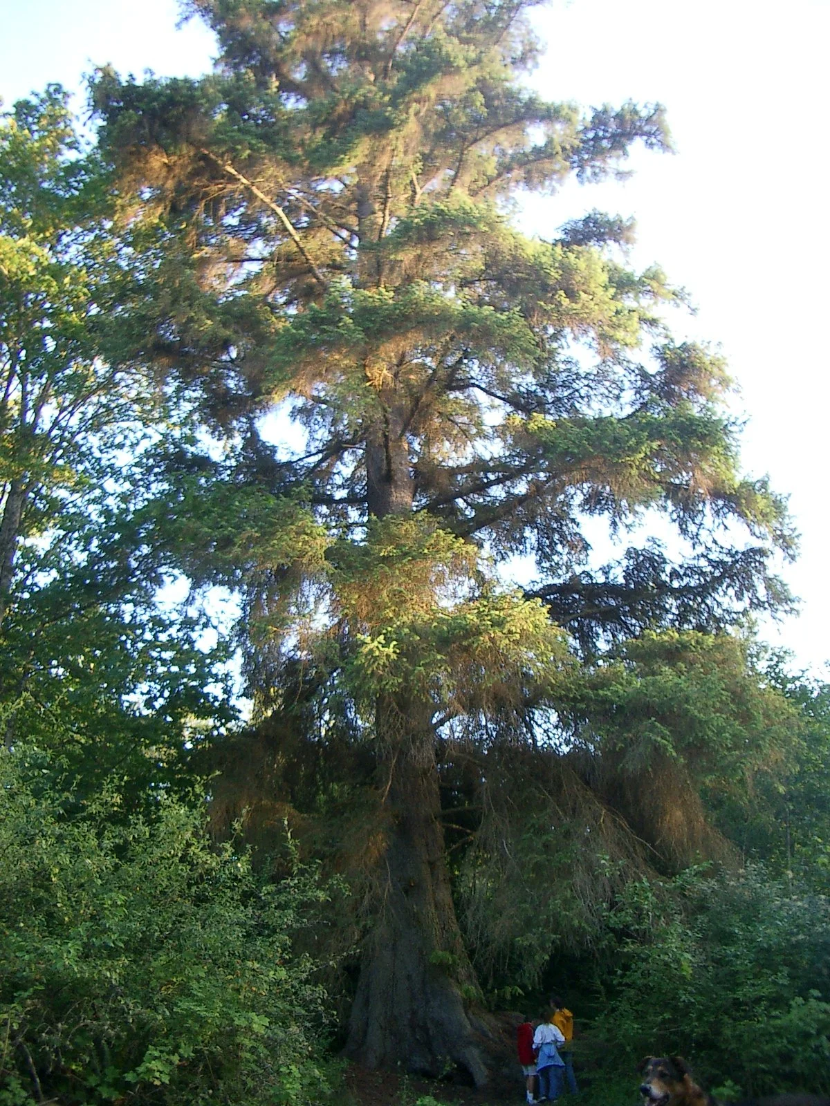 2003-7-31 FAMILY REUNION IN WASHINGTON AND CANADA (128).JPG