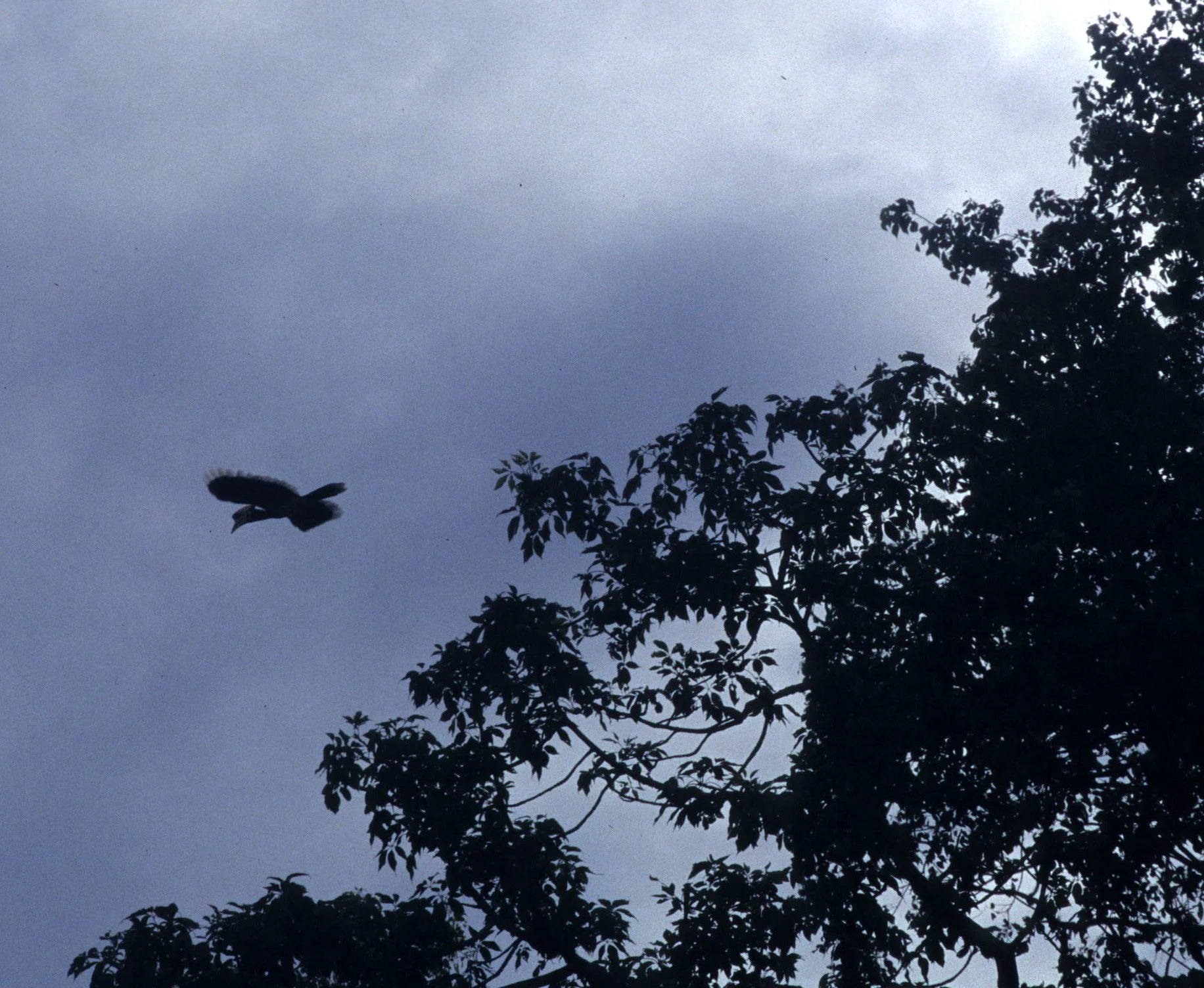 BIRD - HORNBILL - GREAT HORNBILL - KALEODEO INDIA.jpg