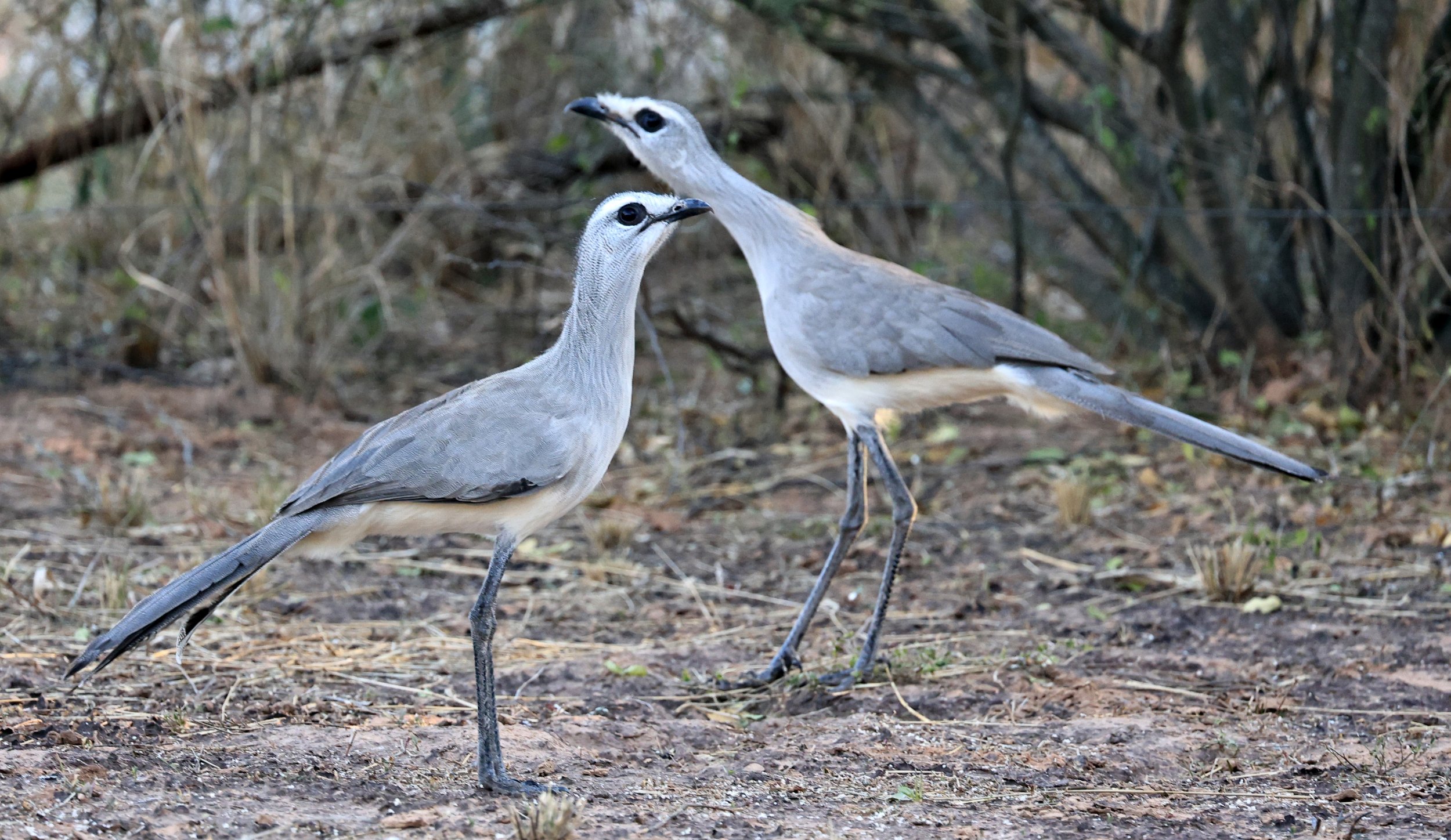 Black-legged Seriema (Chunga burmeisteri) Parque Nacional Teniente Agripino Enciso (26).jpg
