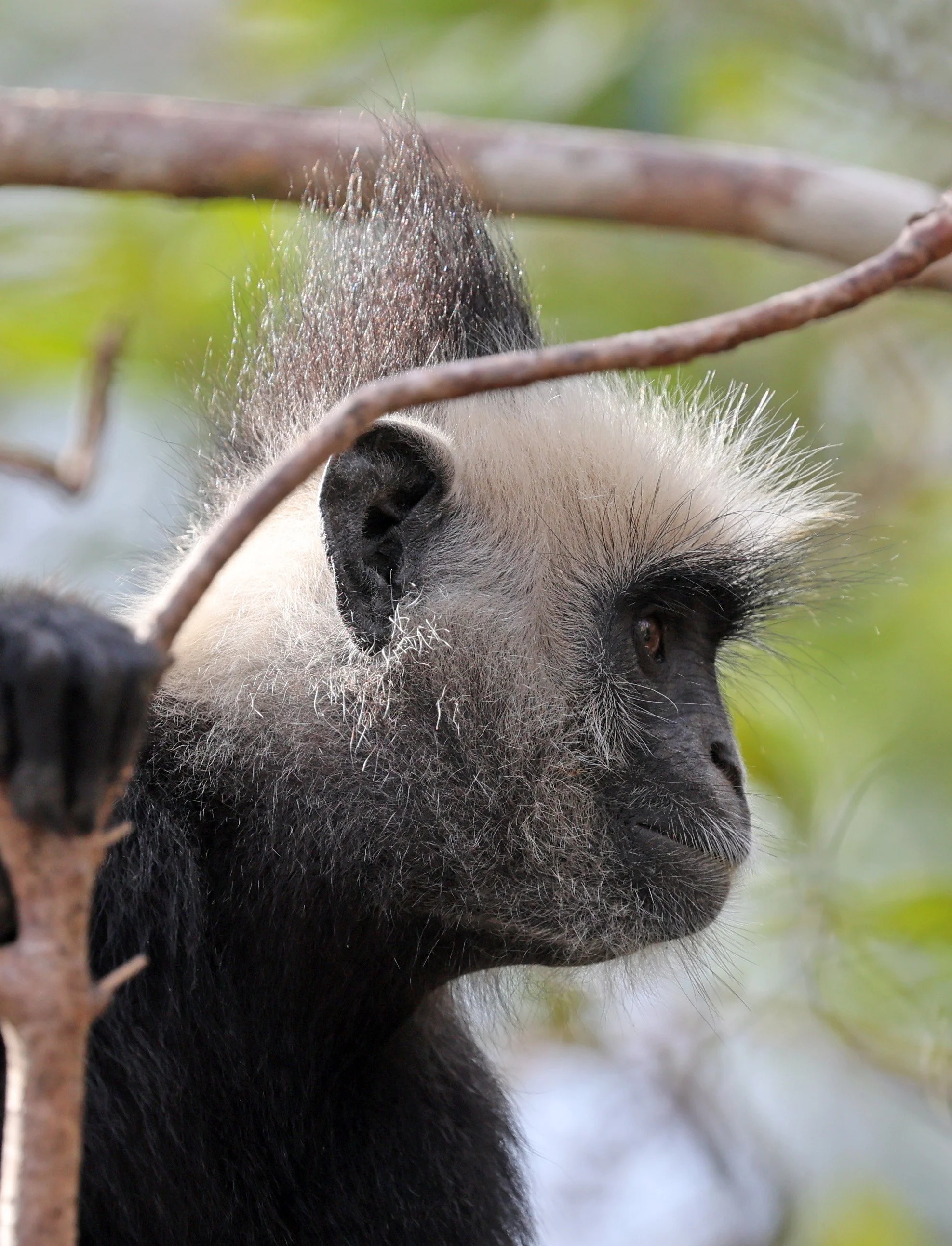 Laotian Langur or White-browed Black Langur (Trachypithecus laotum) The Rock Viewpoint, Khammouane Province Laos (261).jpg