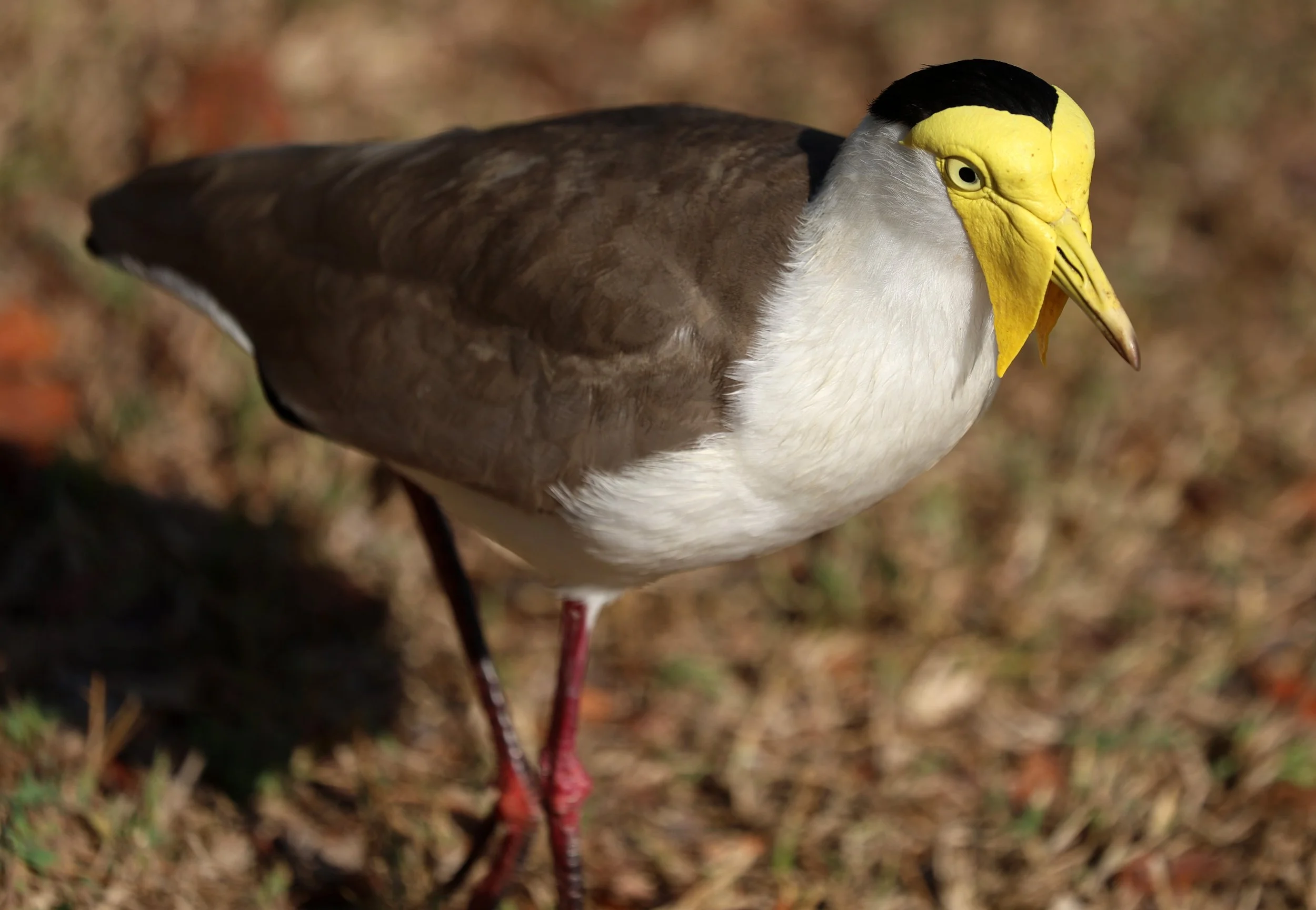 Masked Lapwing (Vanellus miles) Rottnest Island - Western Australia (1).jpg