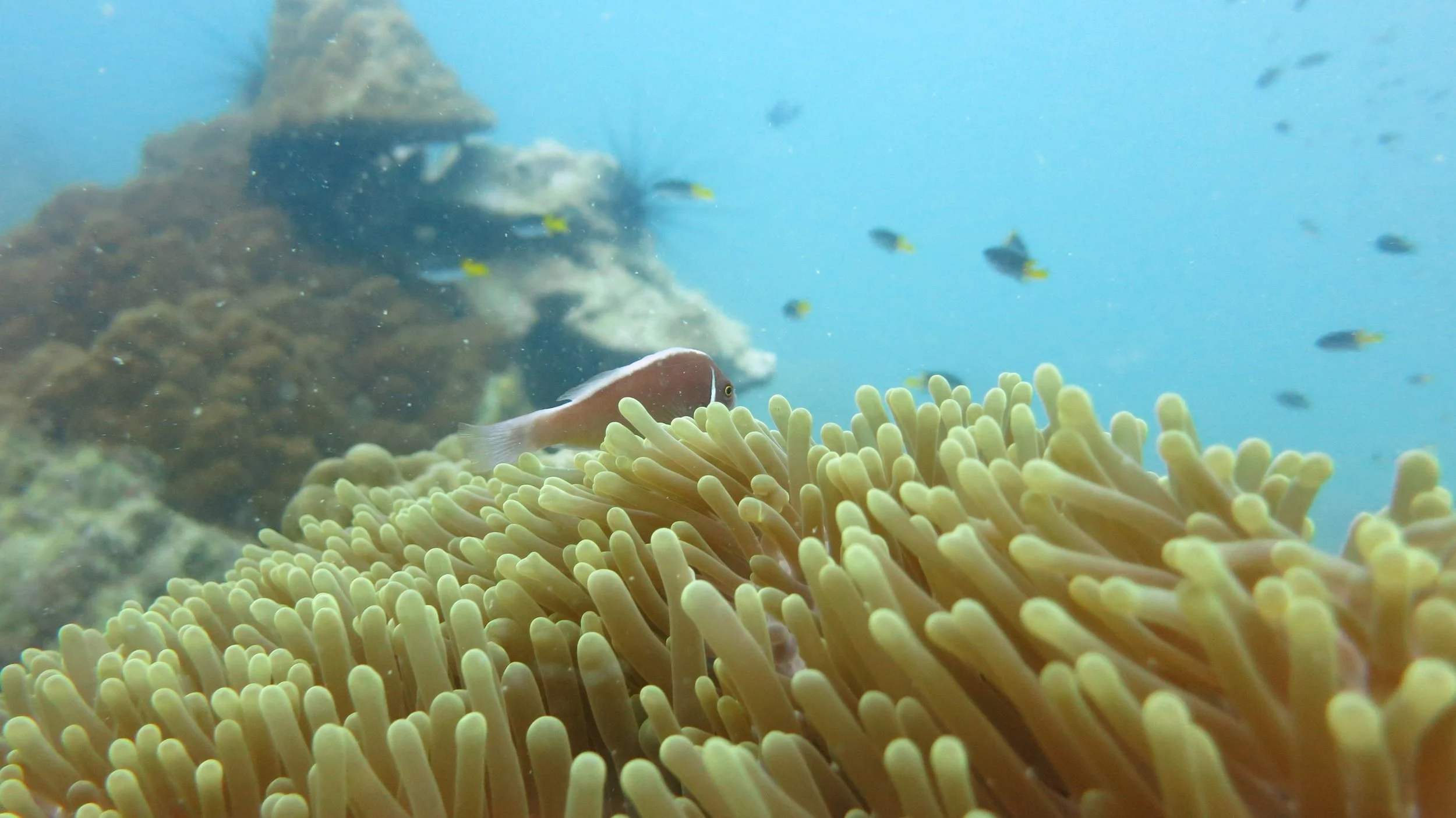 2016 BPS Satthahip Dive Trip with Marine Conservation Club (68).JPG