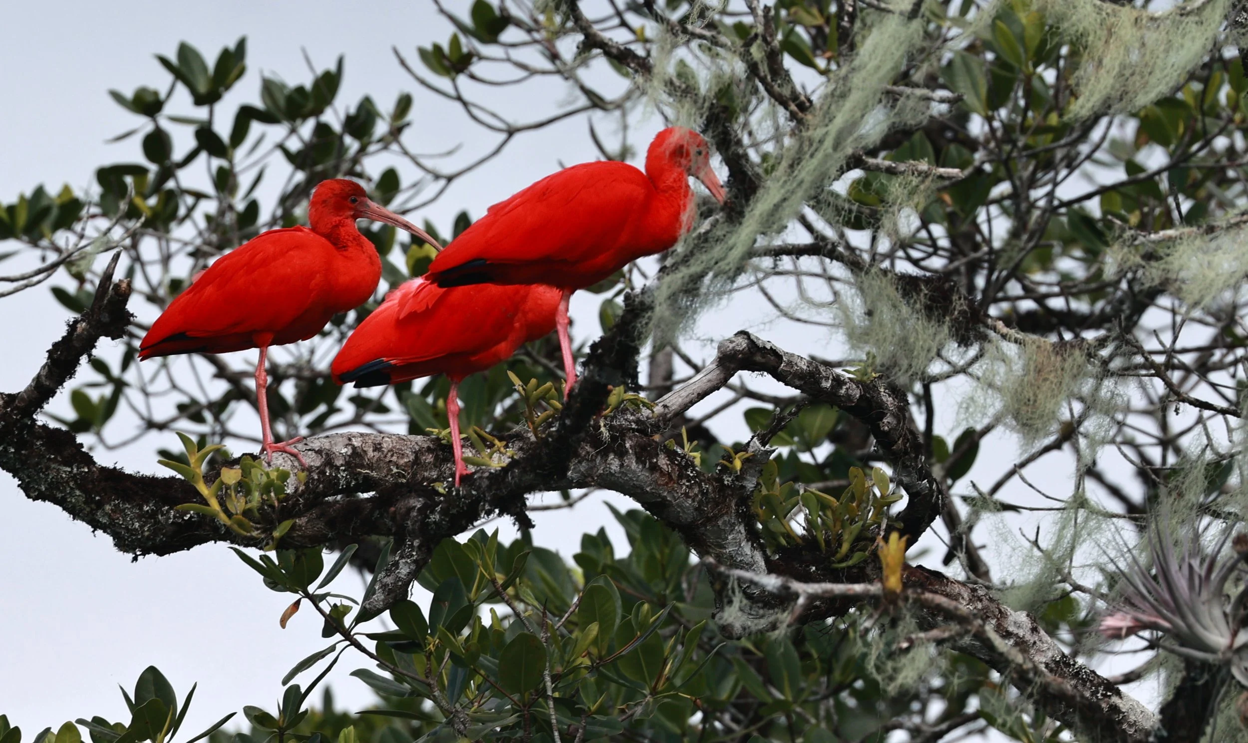 Scarlet Ibis (Eudocimus ruber) Superagüi National Park, Brazil (12).jpg