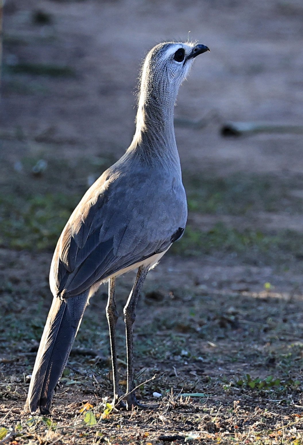 Black-legged Seriema (Chunga burmeisteri) Parque Nacional Teniente Agripino Enciso (2).jpg