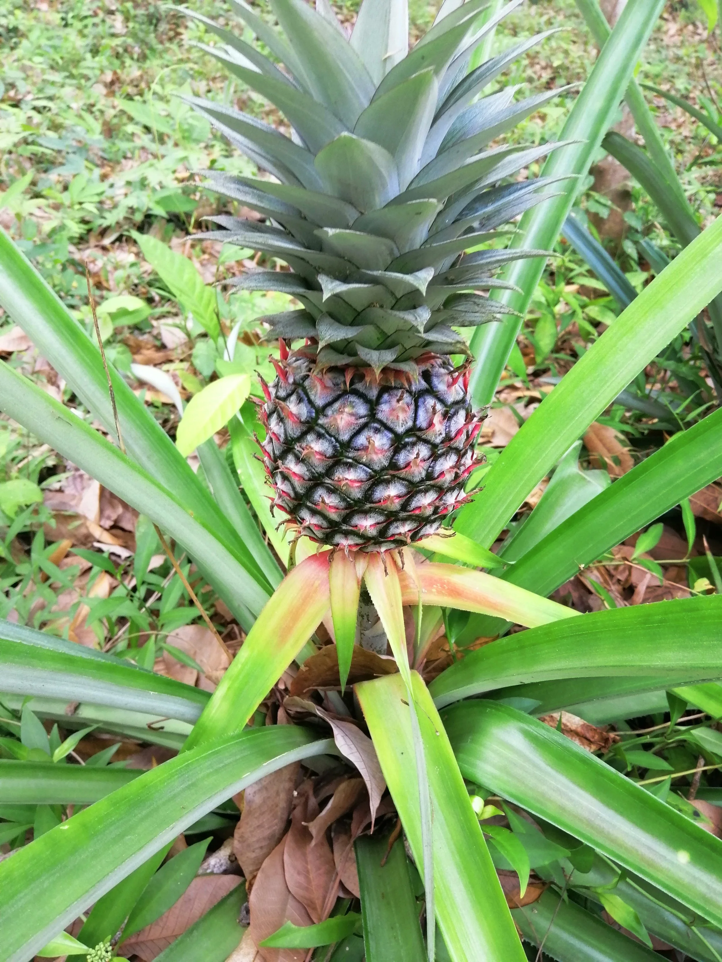 2018 Koh Lanta Misc  (106).jpg