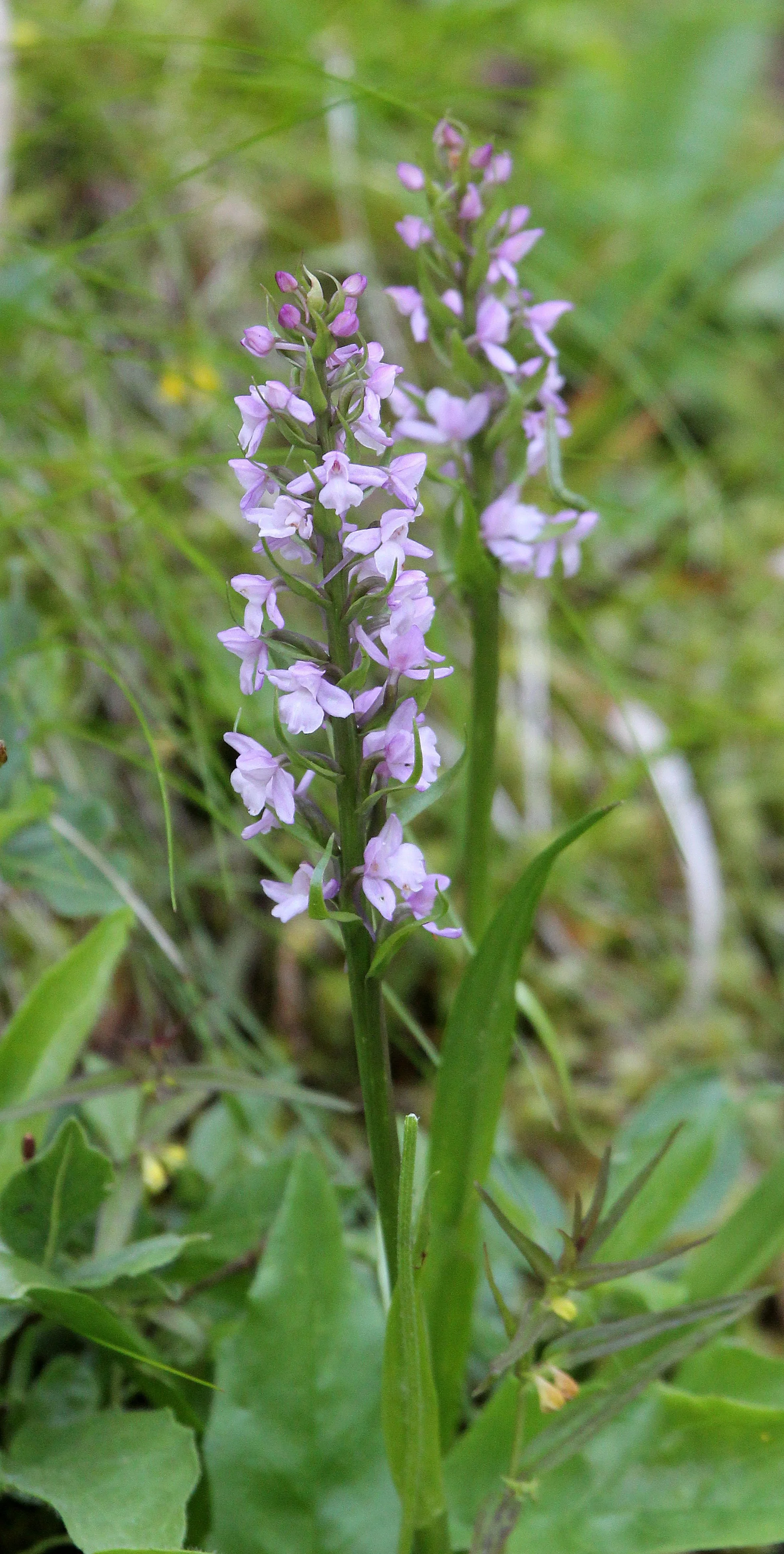 STELVIO NATIONAL PARK ITALY (77).JPG