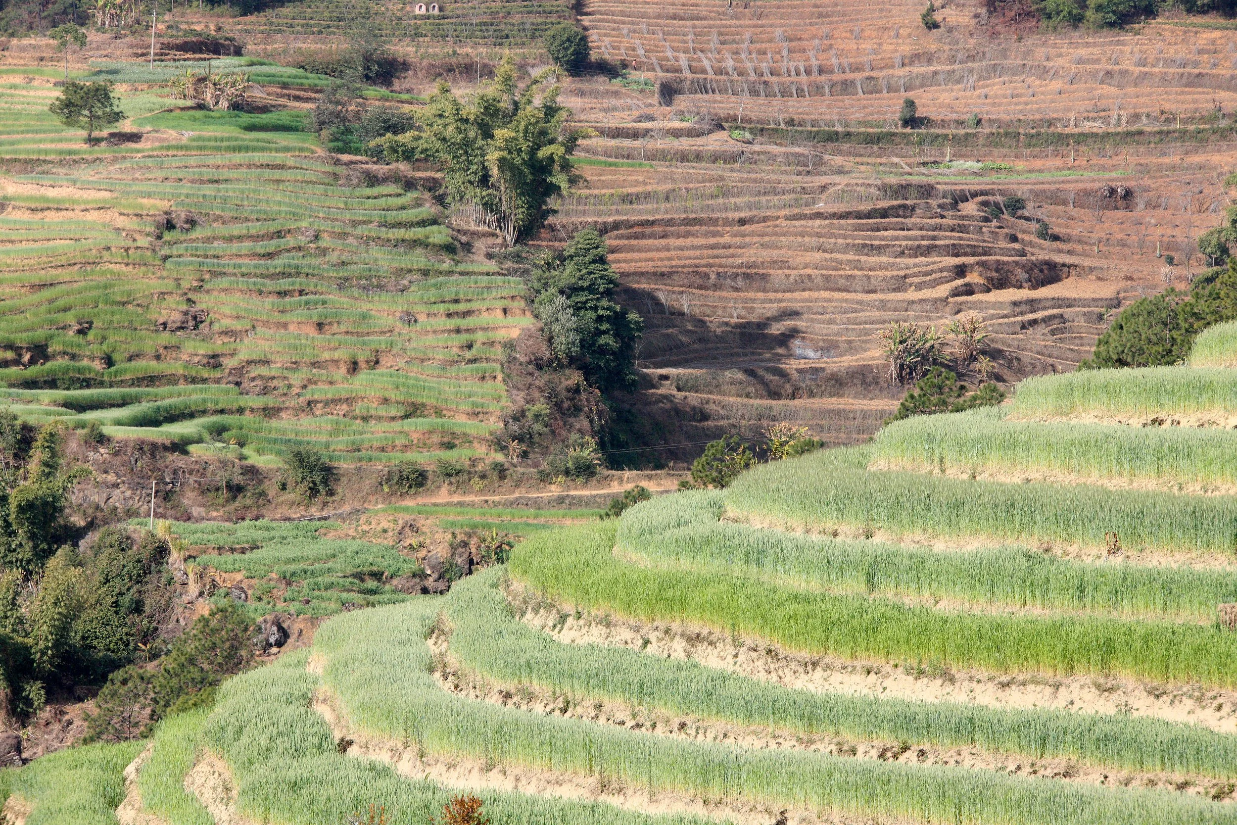 YUNNAN - WULIANGSHAN NATURE RESERVE AND SURROUNDING REGION (26).JPG