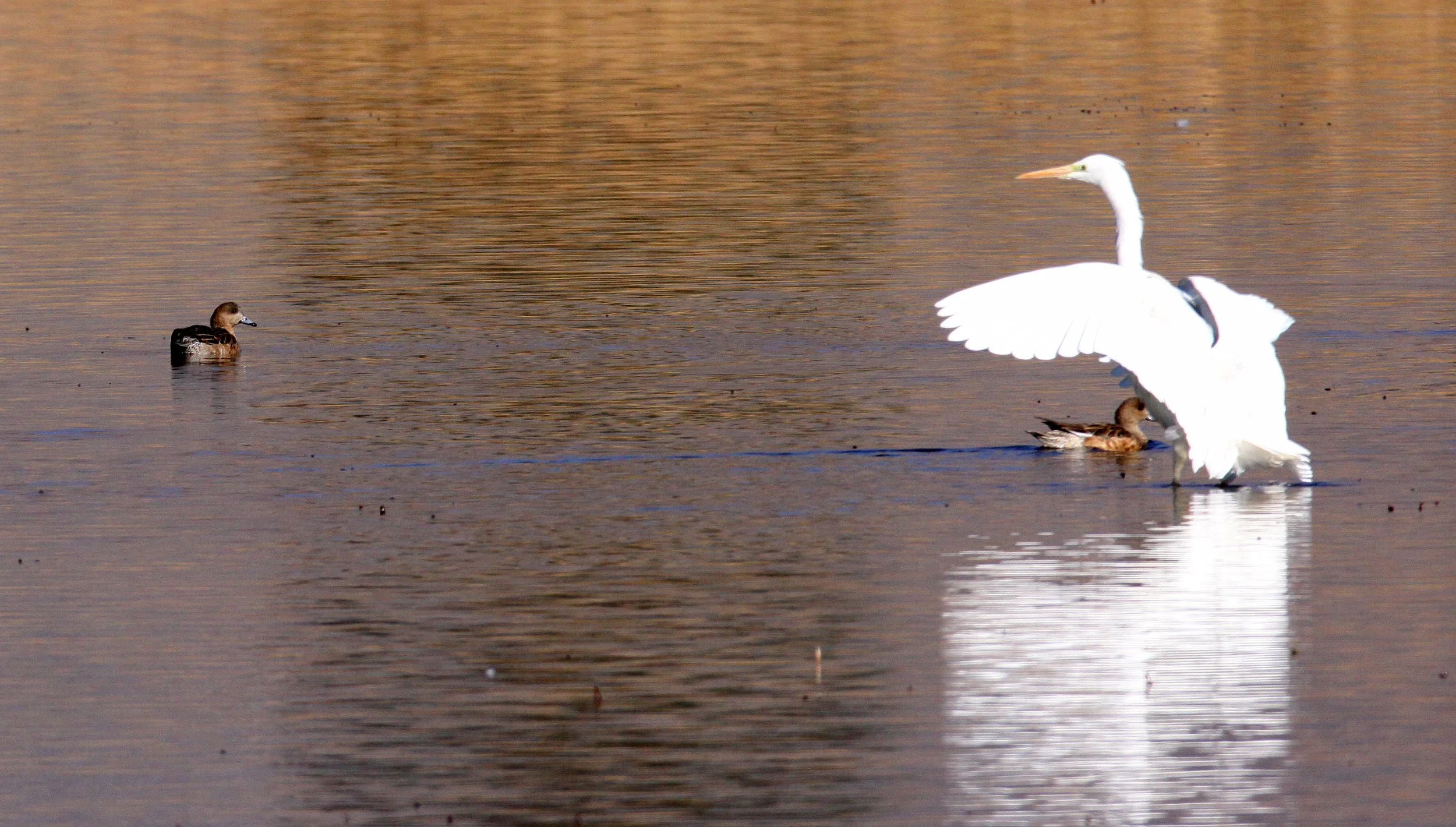 EGRET - EASTERN GREAT EGRET - Ardea (alba) modesta - CAO HAI WETLANDS PARK NEAR LIJIANG YUNNAN CHINA (56).JPG