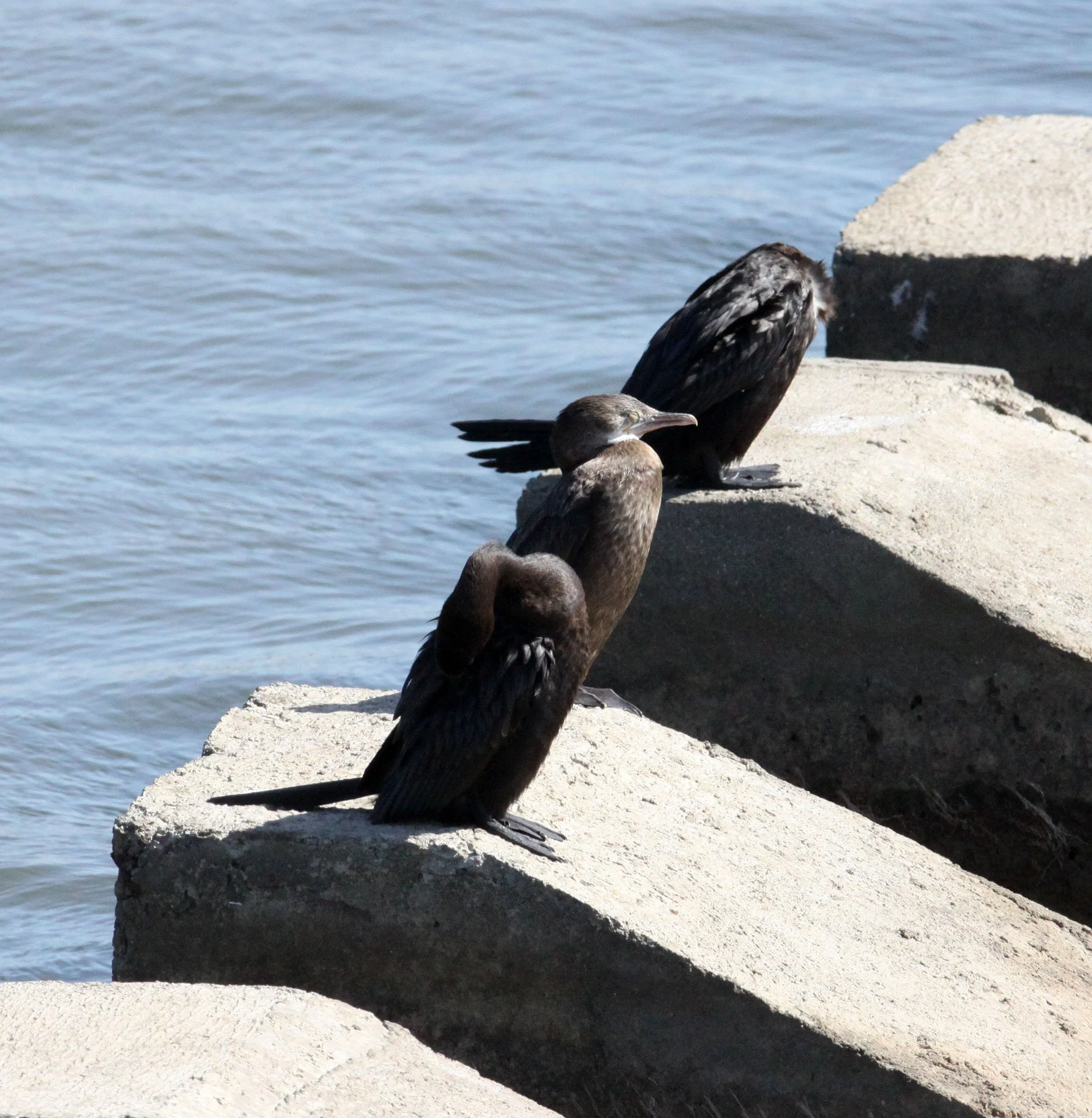 Phalacrocorax fuscicollis - Indian Cormorant or Shag - Somchat India.JPG