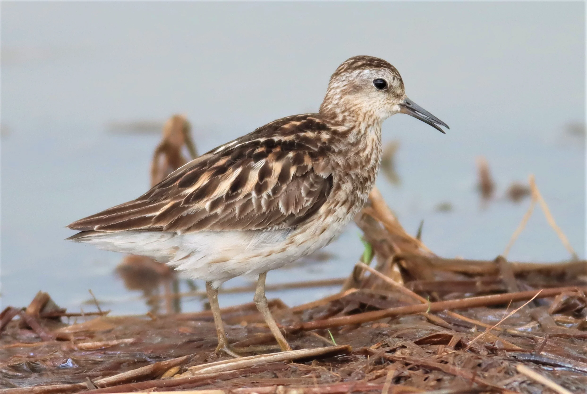 STINT - Long-toed Stint - Calidris subminuta - PATHUM THANI RICE RESEARCH CENTER SEP 3 2021 (2).jpg