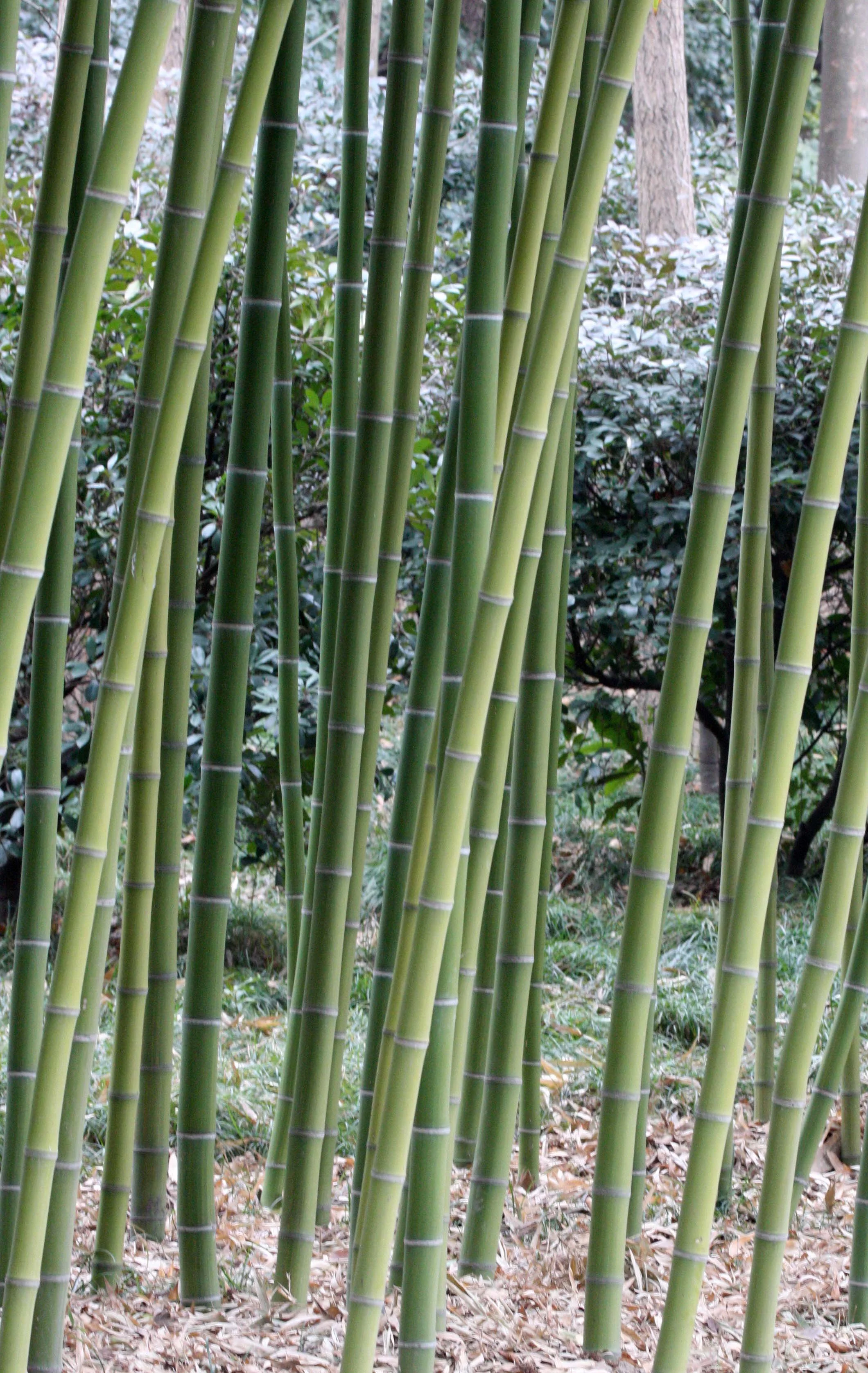 2011-3-4 PARK NEAR JINQIAO SHANGHAI (4).JPG