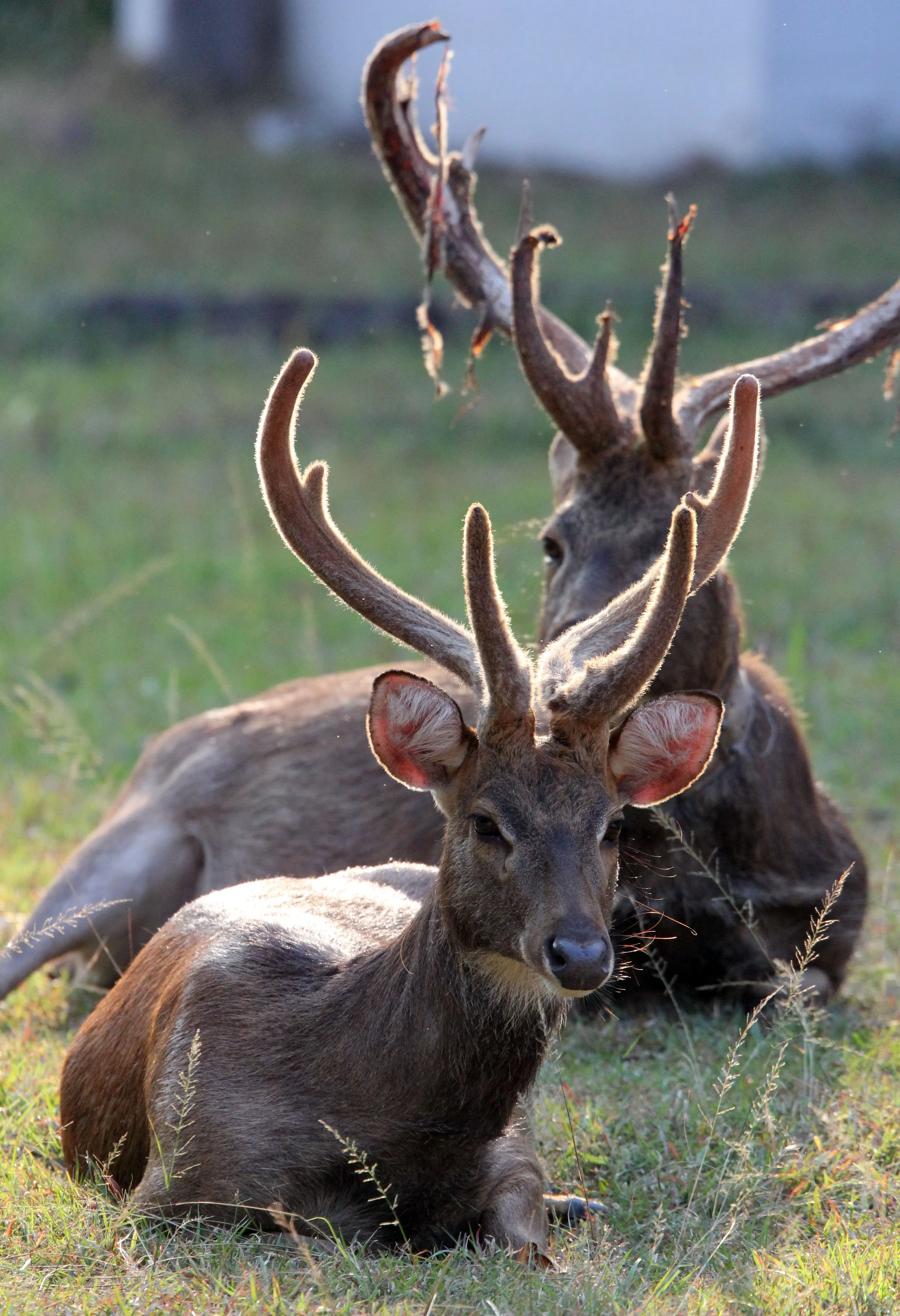 Historically, two subspecies were native to Thailand: Burmese Eld's deer (R. e. thamin): Found in western Thailand near the Myanmar border, including areas around the Dawna Range. Siamese Eld's deer (R. e. siamensis): Historically found in the North,