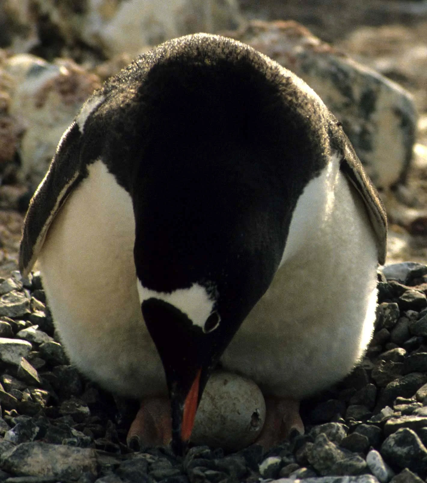 Gentoo Penguin (Pygoscelis papua) Antarctic Peninsula New Chick (5).jpg