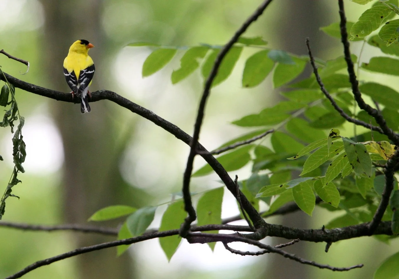 American Goldfinch (Spinus tristis) Lincoln Marsh Illinois (3).JPG