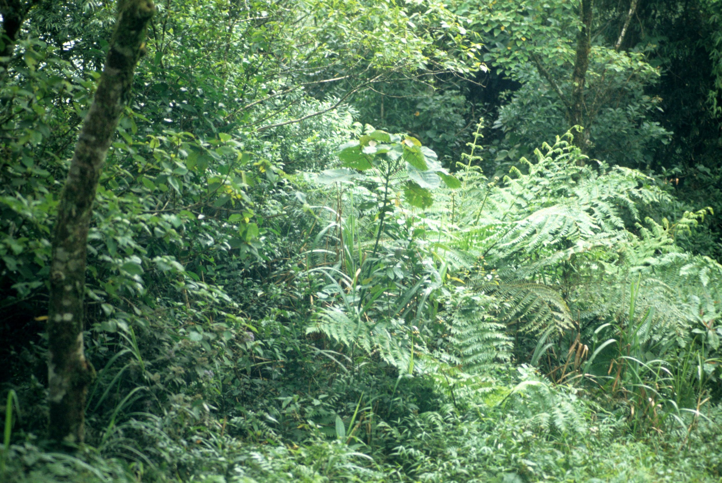 CUC PHUONG NATIONAL PARK - 1994 (10).jpg