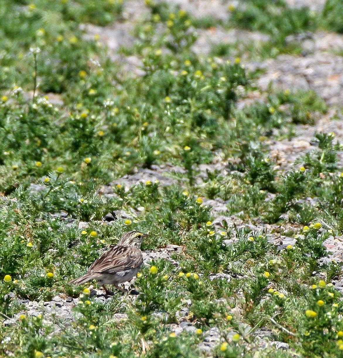 Savannah Sparrow (Passerculus sandwichensis) Ridgefield NWR Washington (6).JPG