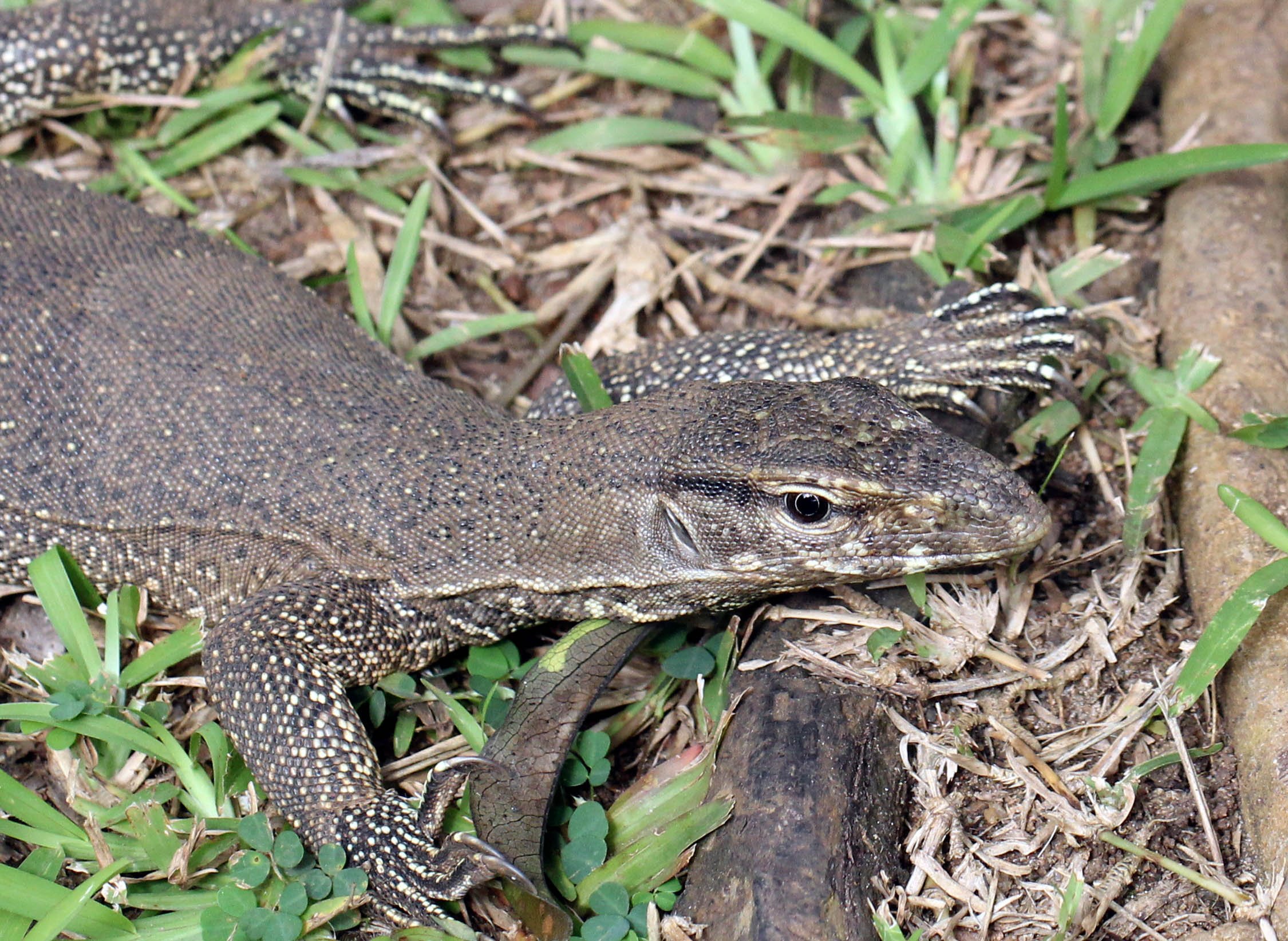 Varanus bengalensis - BENGAL MONITOR LIZARD - SIGIRIYA FOREST AND FORTRESS AREA SRI LANKA - PHOTO BY SOM SMITH (25).JPG