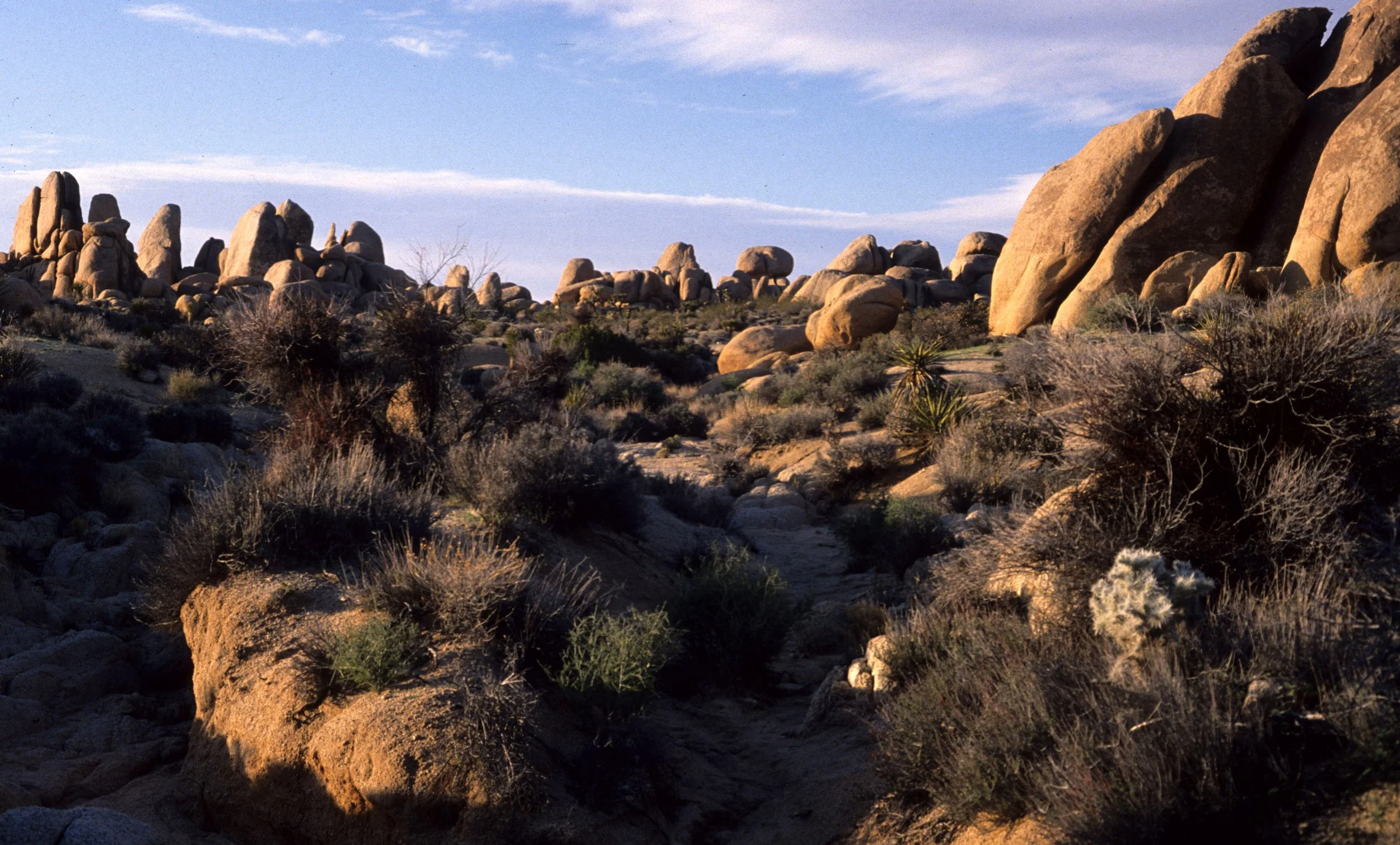 JOSHUA TREE - INSELBERGS E.jpg