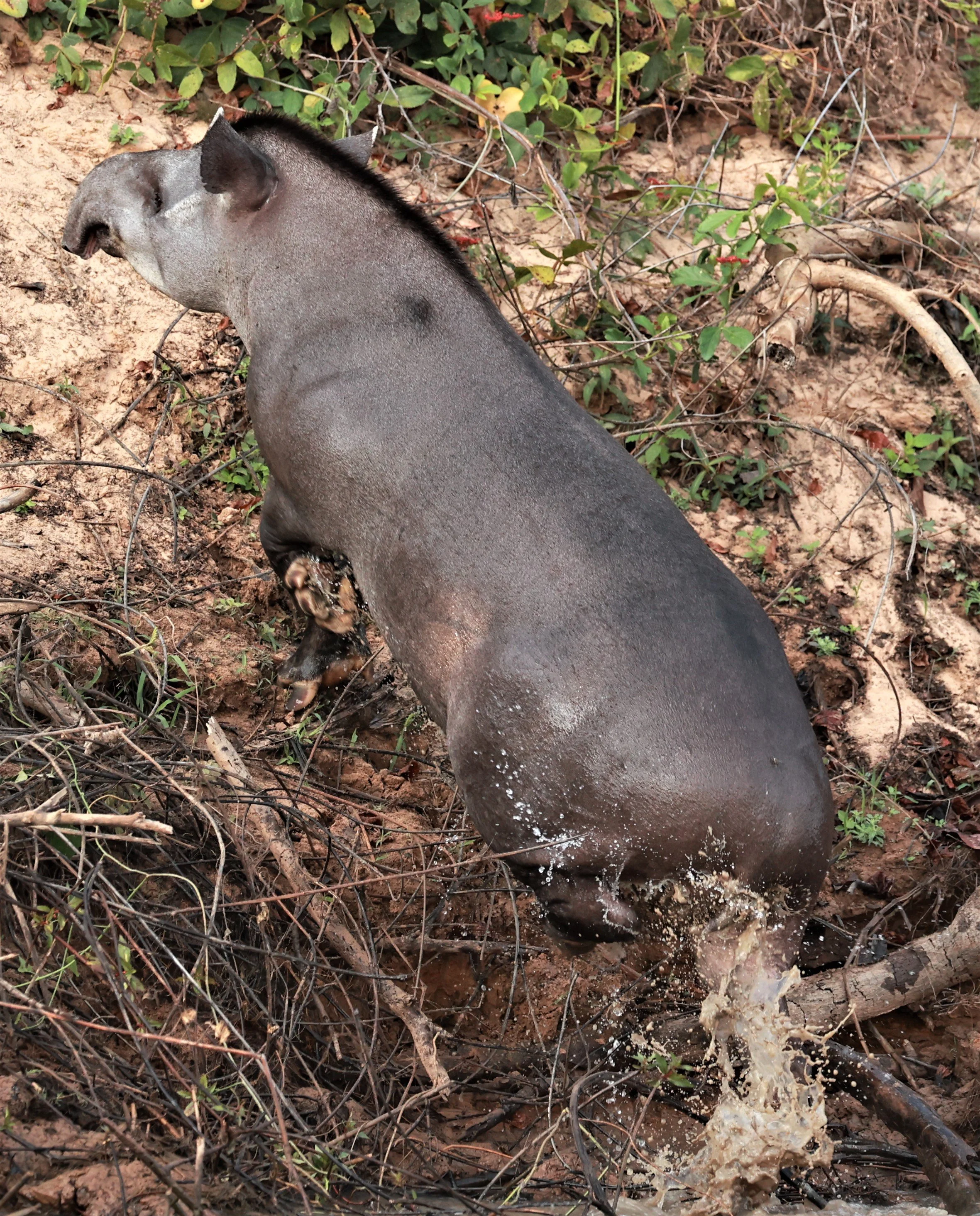 Tapirus terrestris - Brazilian or South American Tapir - Pantanal, Encontro das Águas State Park, Porto Jofre, Cuiaba River, Brazil (85).JPG