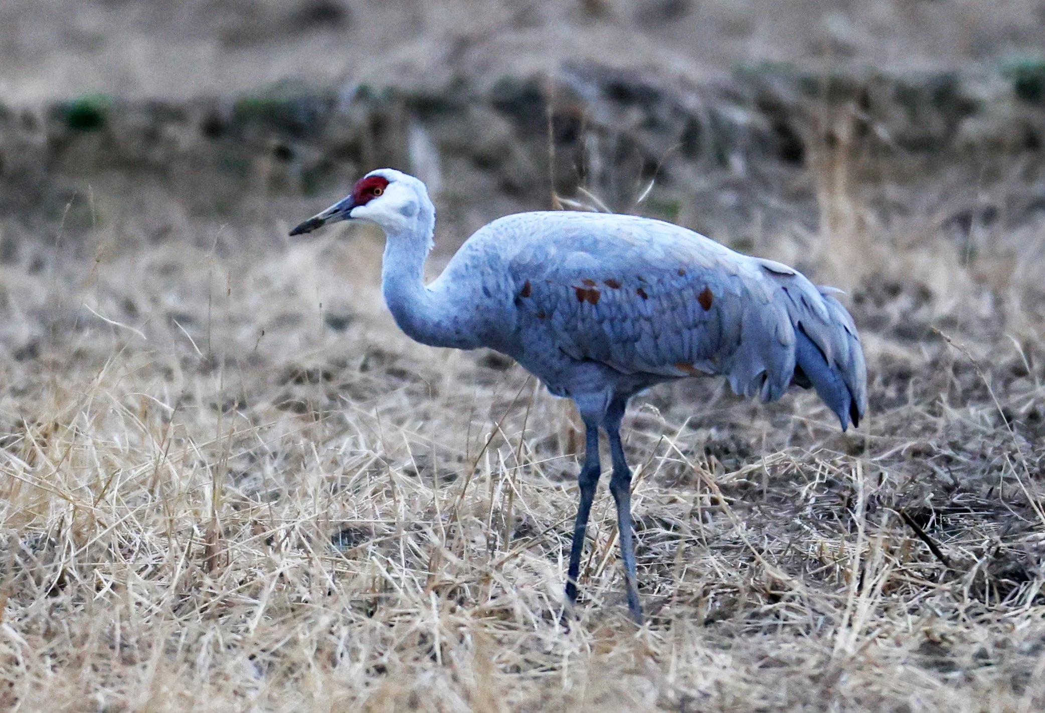 Sandhill Crane (Antigone canadensis) Izumi Crane Park & Center, Izumi Kagoshima Kyushu Japan (8).jpg