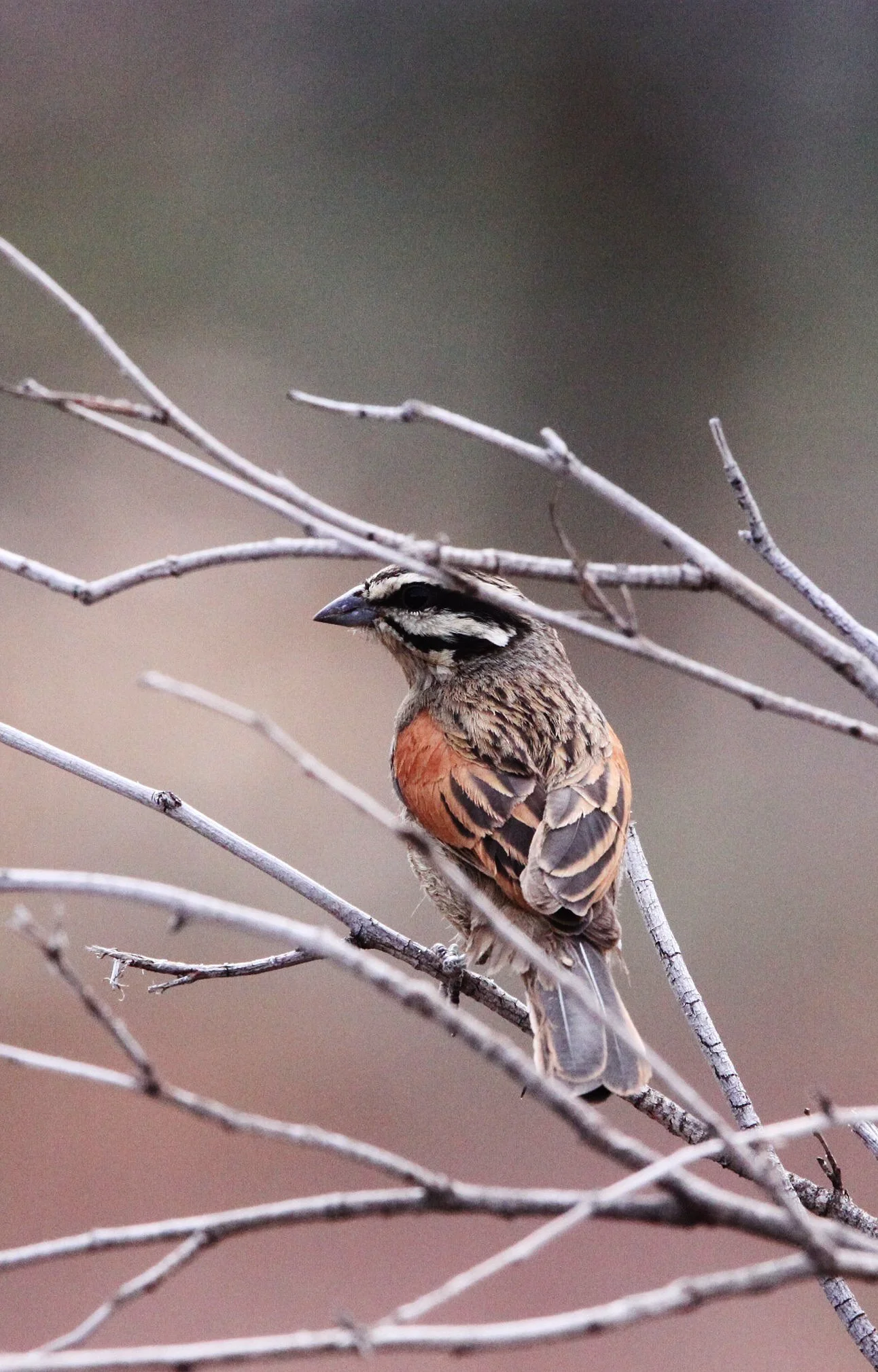 Cape Bunting (Emberiza capensis) Karoo NP South Africa (1).JPG