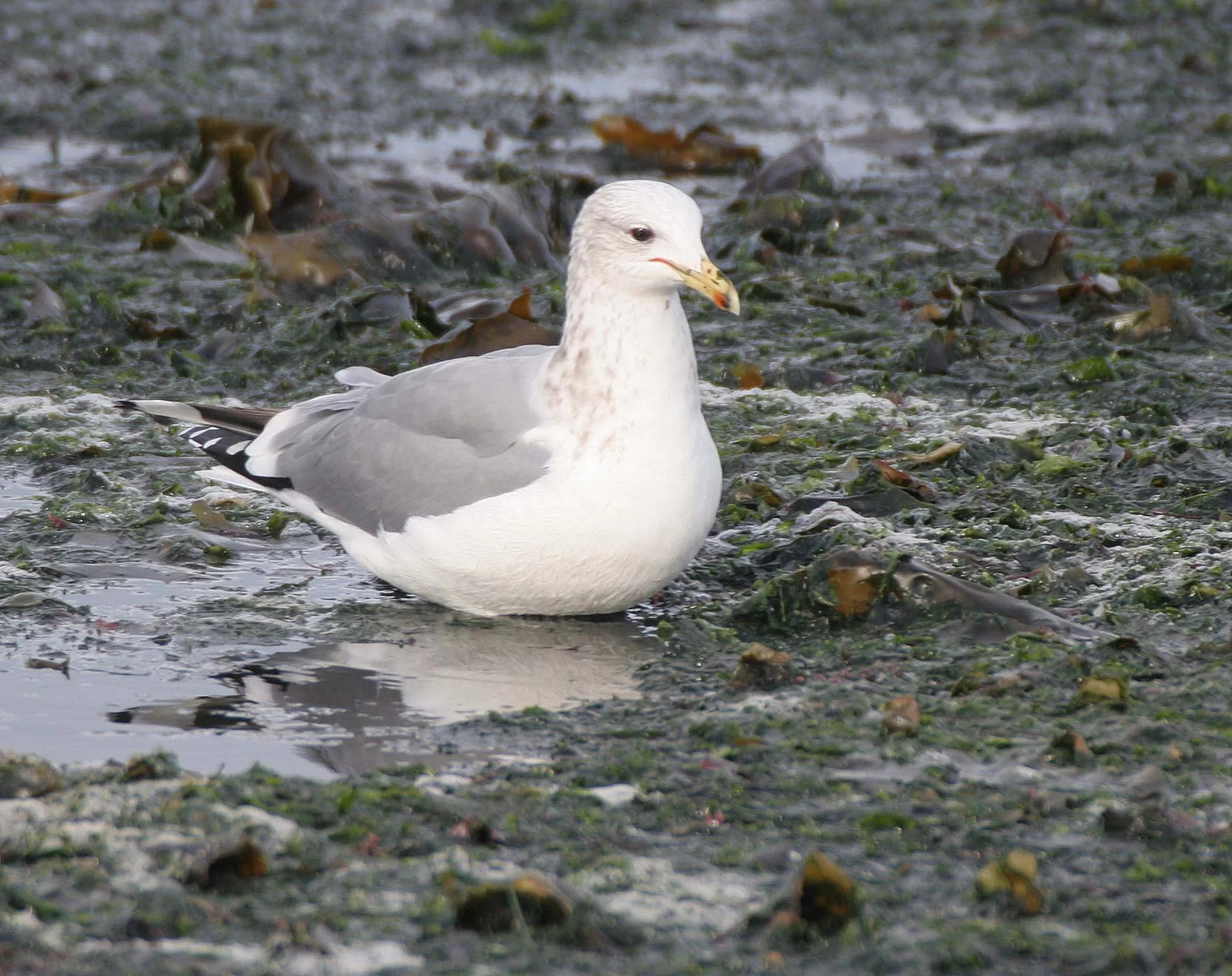 BIRD - GULL - CALIFORNIA - THREE CRABS (2).jpg