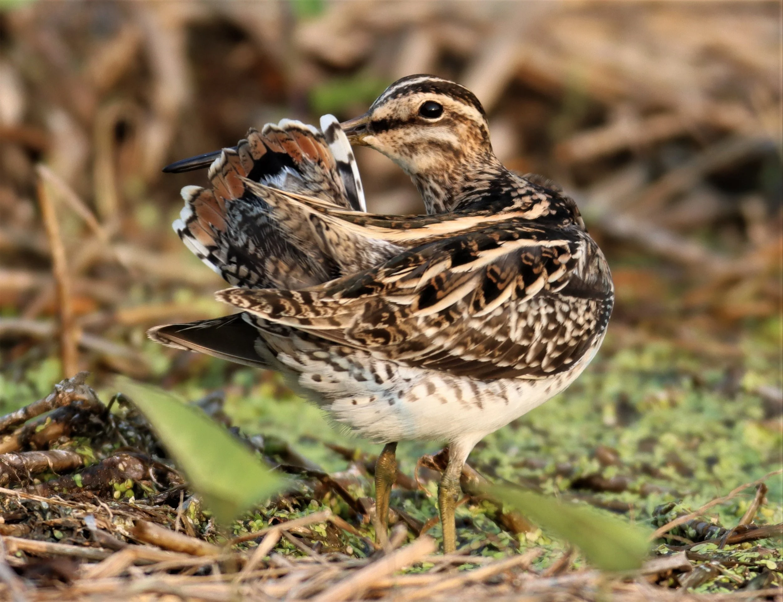 SNIPE - COMMON SNIPE - Gallinago gallinago - LAT KRABANG WETLANDS NEAR BKK (61).jpg
