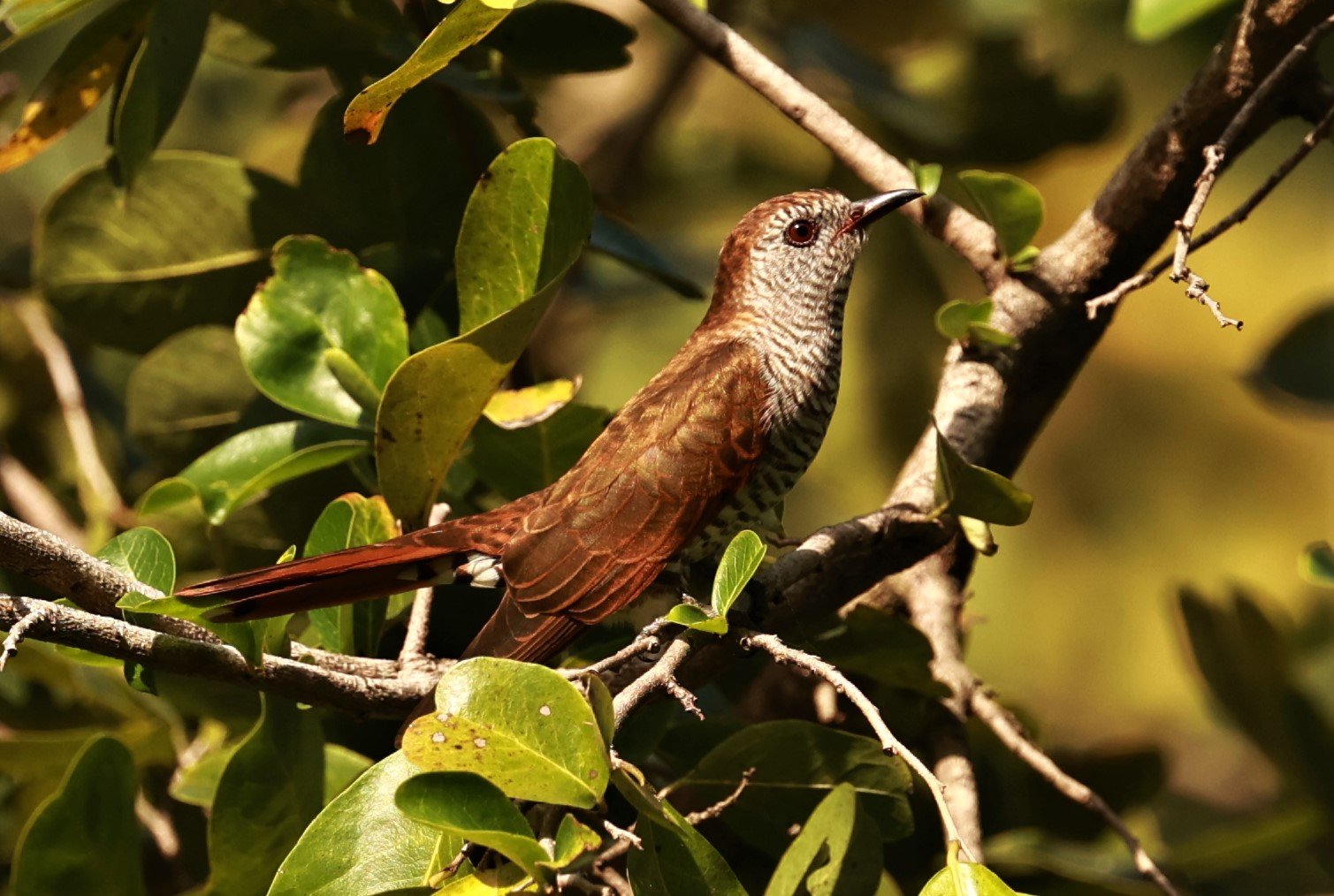 Violet Cuckoo (Chrysococcyx xanthorhynchus) Rama IX Park Bangkok (45).jpg