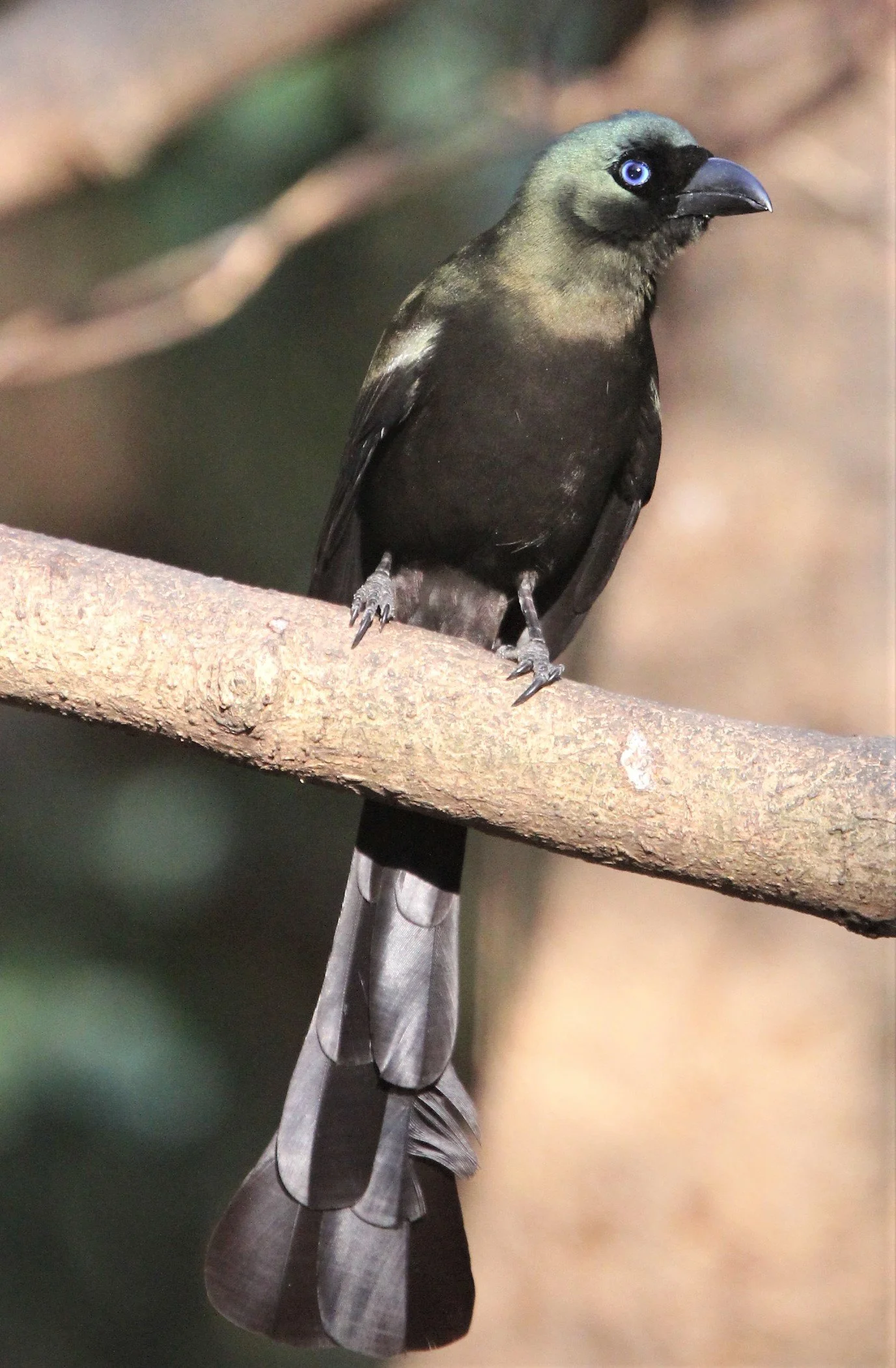TREEPIE - RACKET-TAILED TREEPIE -Crypsirina temia - KAENG KRACHAN (7).jpg