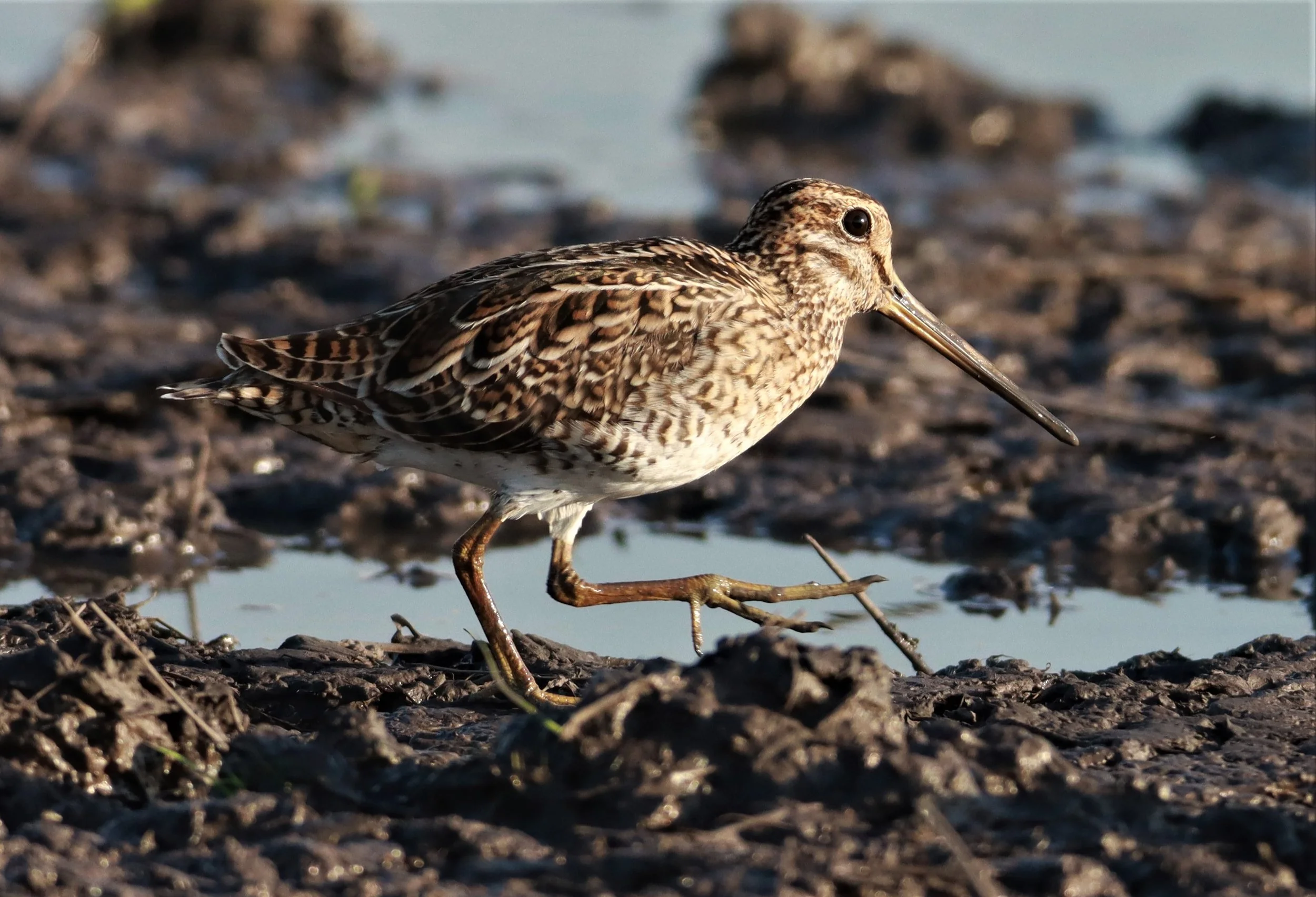 SNIPE - PINTAIL SNIPE - Gallinago stenura - PATHUM THANI RICE RESEARCH CENTER AUGUST 24 2021 (268).jpg