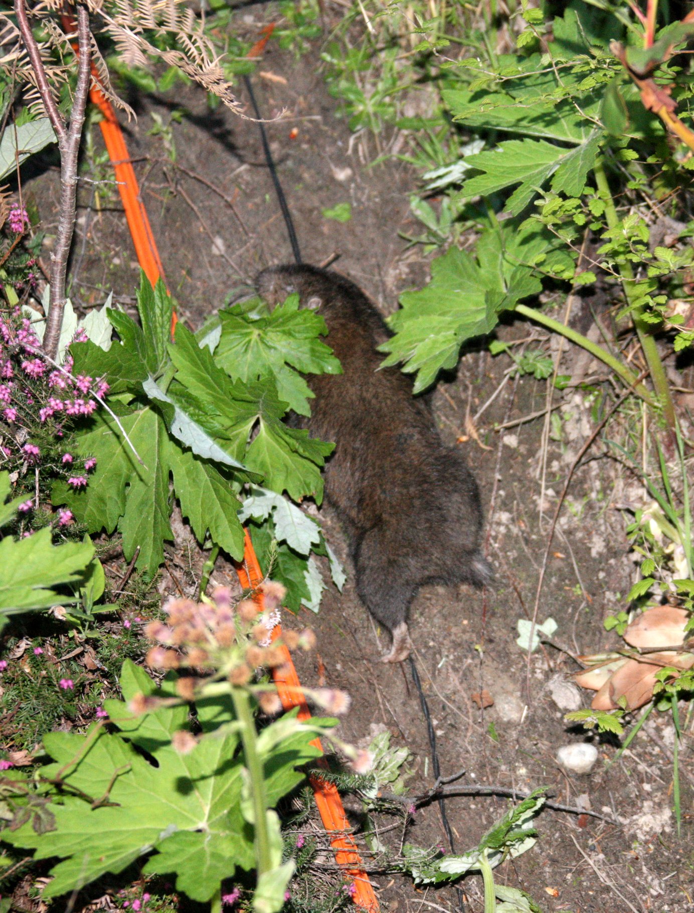 RODENT - MOUNTAIN BEAVER - LAKE FARM WASHINGTON (2).JPG