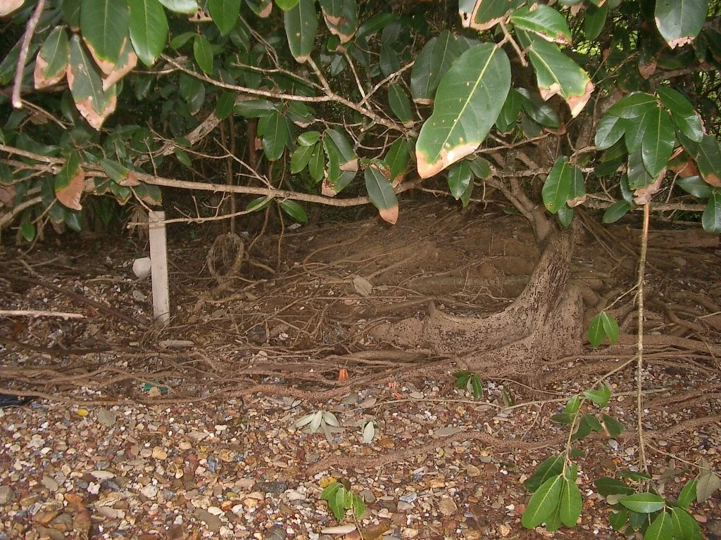 KOH LANTA - PROPERTY - 2004 (33).JPG