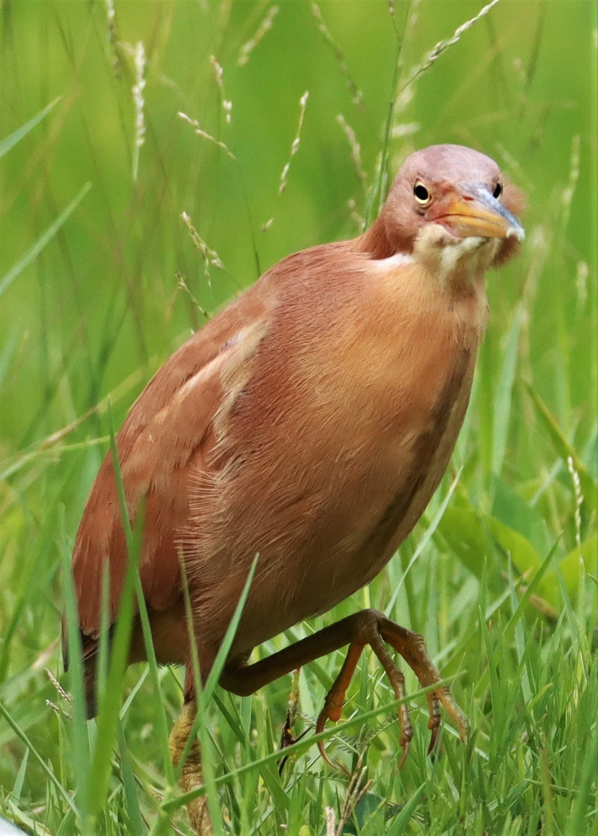 BITTERN - CINNAMON BITTERN (CHESTNUT BITTERN) - Ixobrychus cinnamomeus - BURIRAM HUAI CHORAKHE MAK (44).jpg