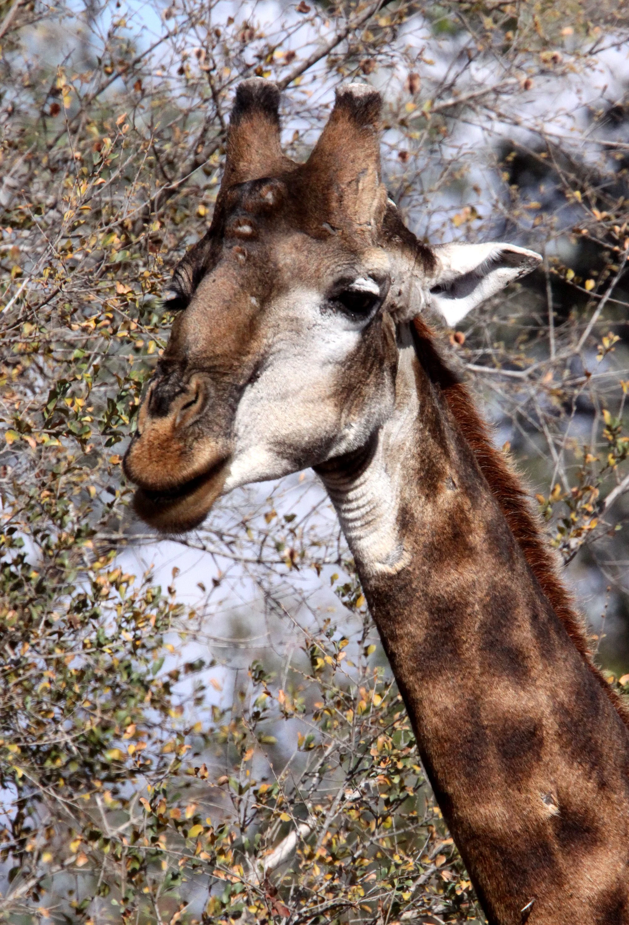 GIRAFFE - SOUTHERN AFRICAN GIRAFFE - KRUGER NATIONAL PARK SOUTH AFRICA (23).JPG